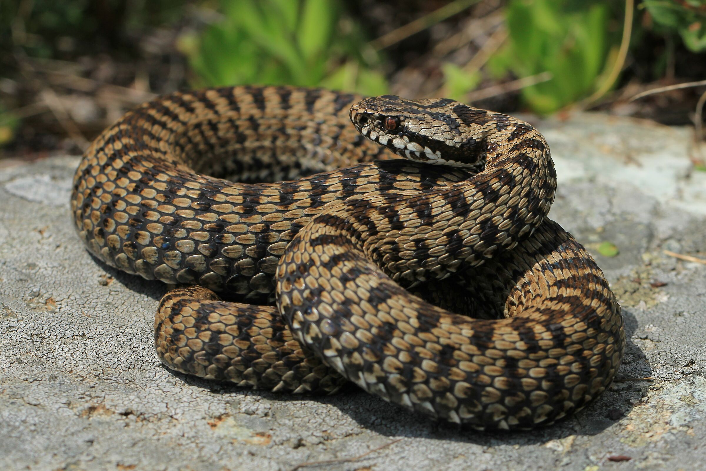 Femmina, 1700m, Piemonte (Italia)