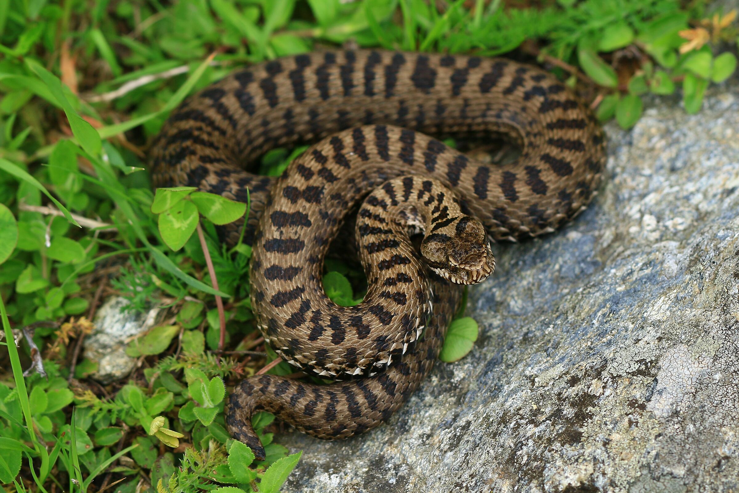 Femmina, 1750m, Piemonte (Italia)