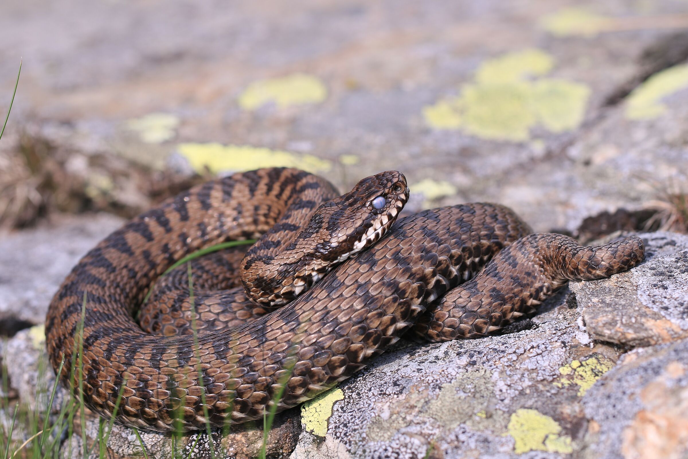 Femmina, 1350m, Piemonte (Italia)