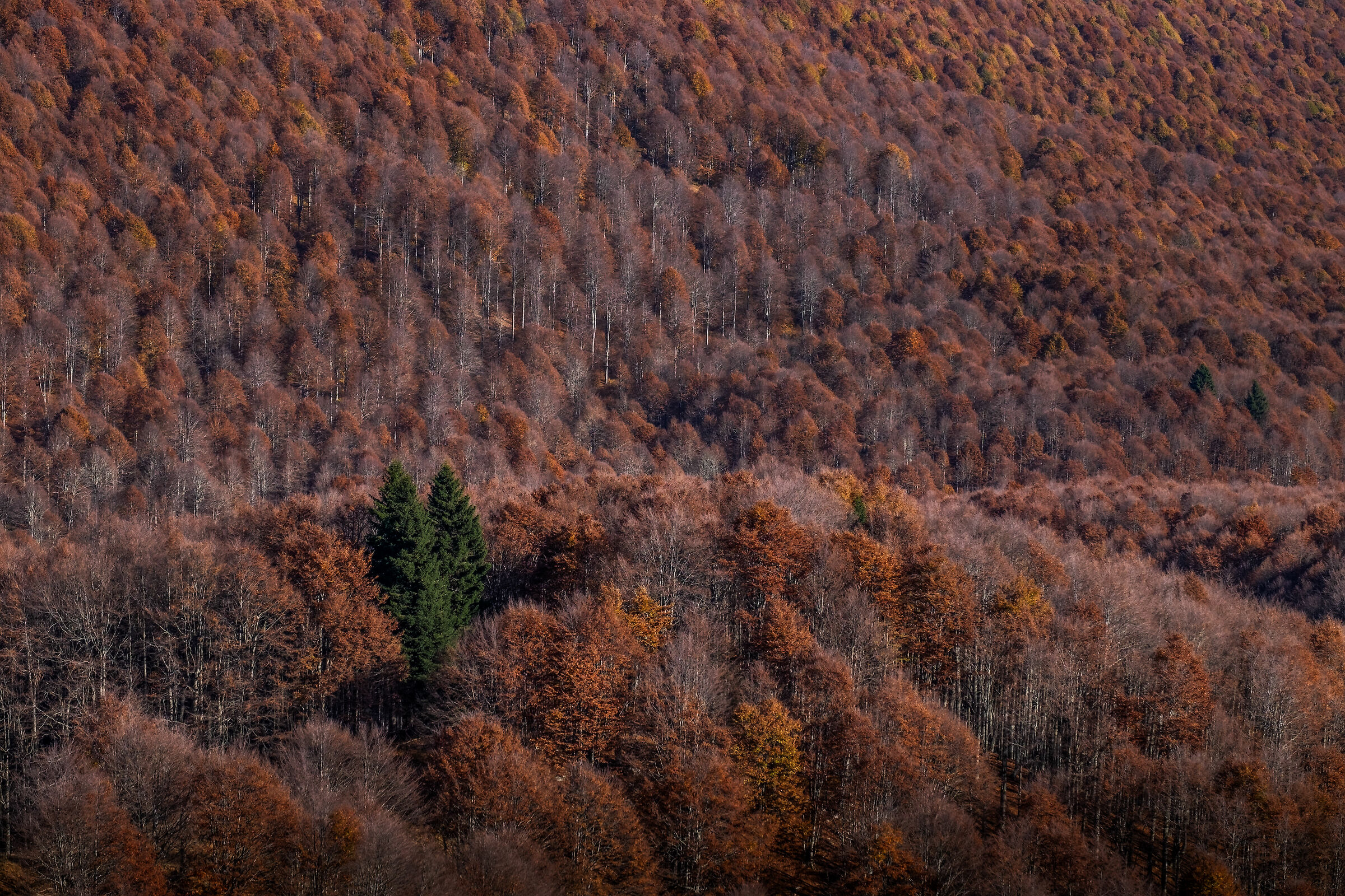 Monte Pizzoc - Cansiglio