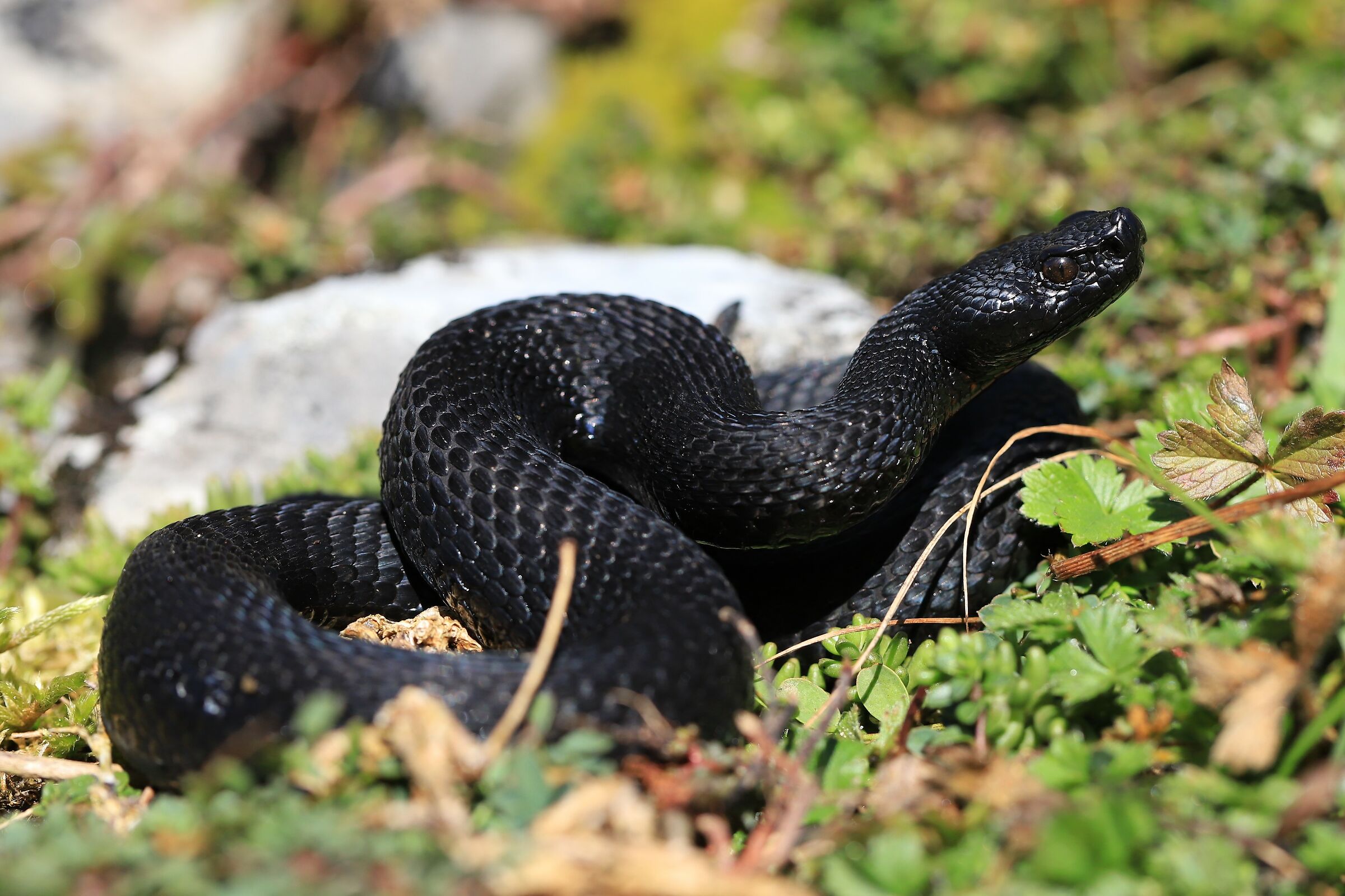 Maschio, 1290m, Berna (Svizzera)