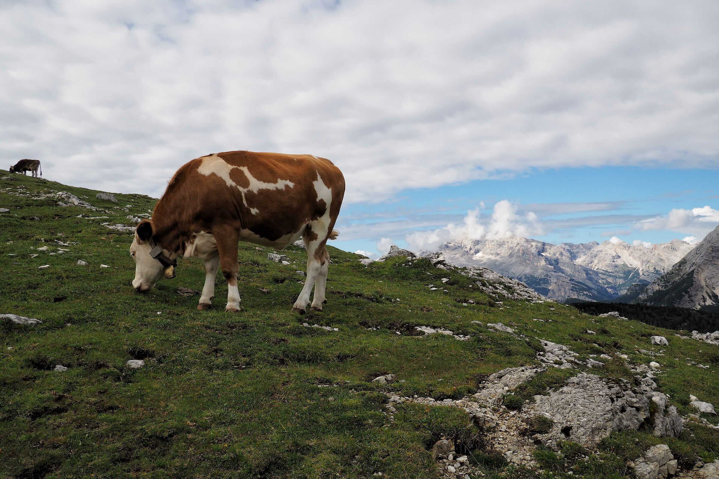 Grazing on Mount Specie