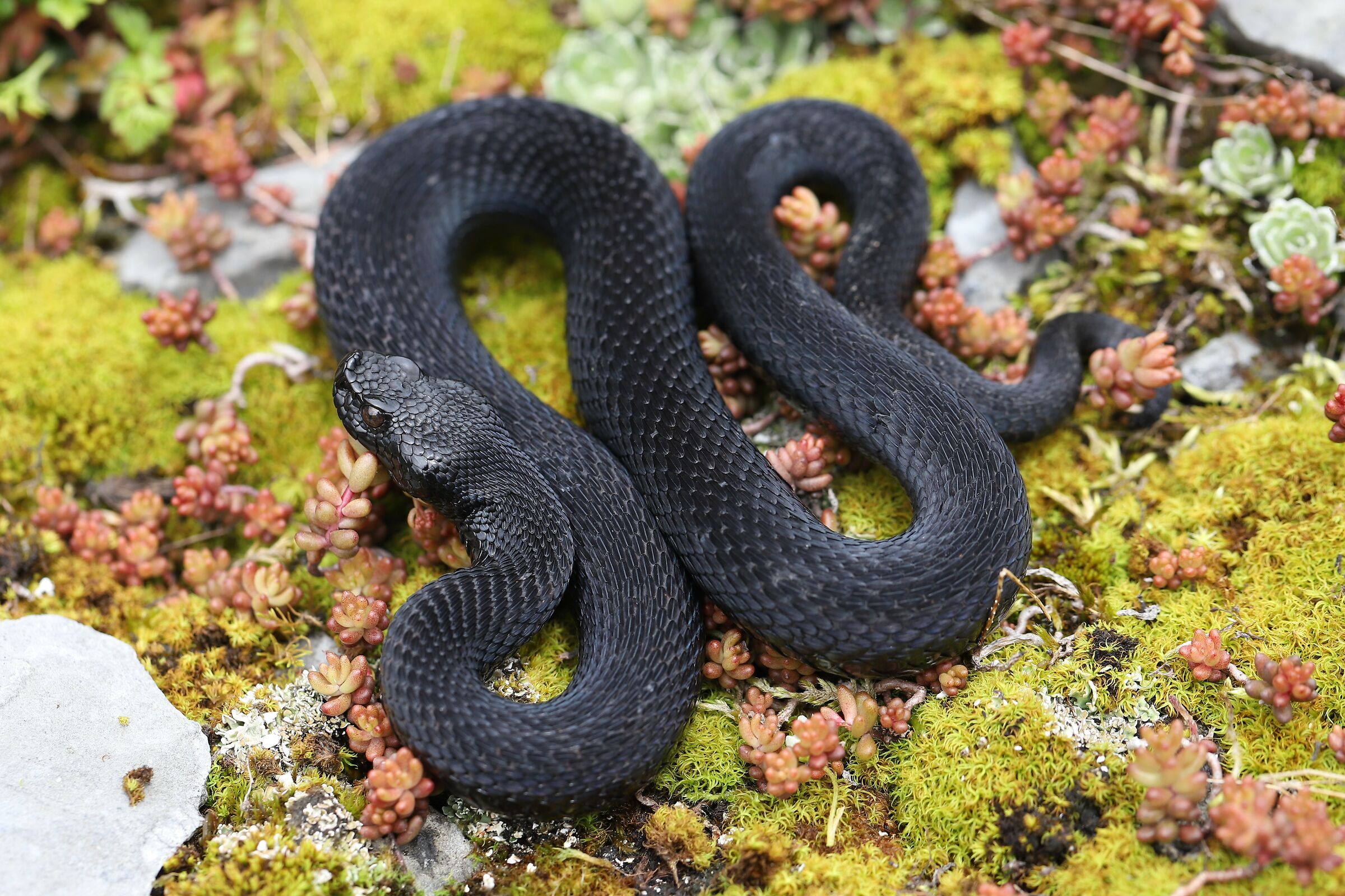 Maschio, 1290m, Berna (Svizzera)