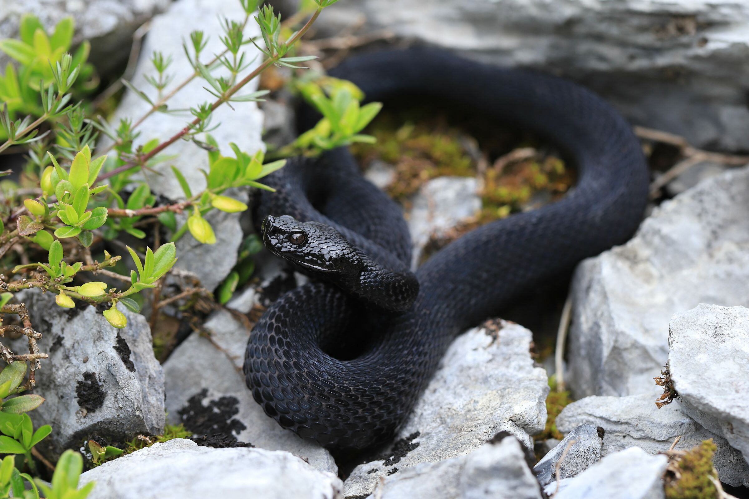 Maschio, 1290m, Berna (Svizzera)