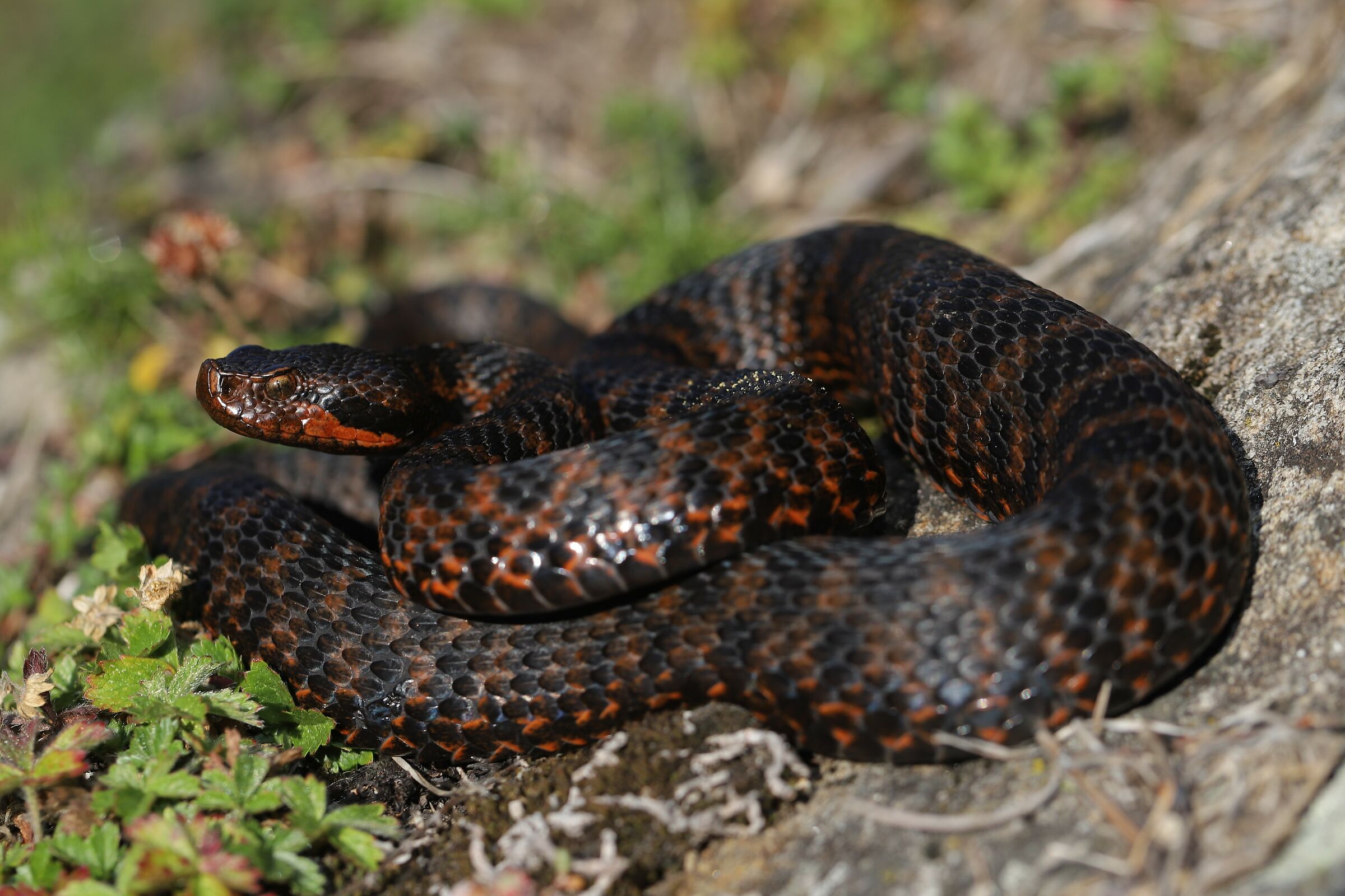 Maschio, 1750m, Ticino (Svizzera)