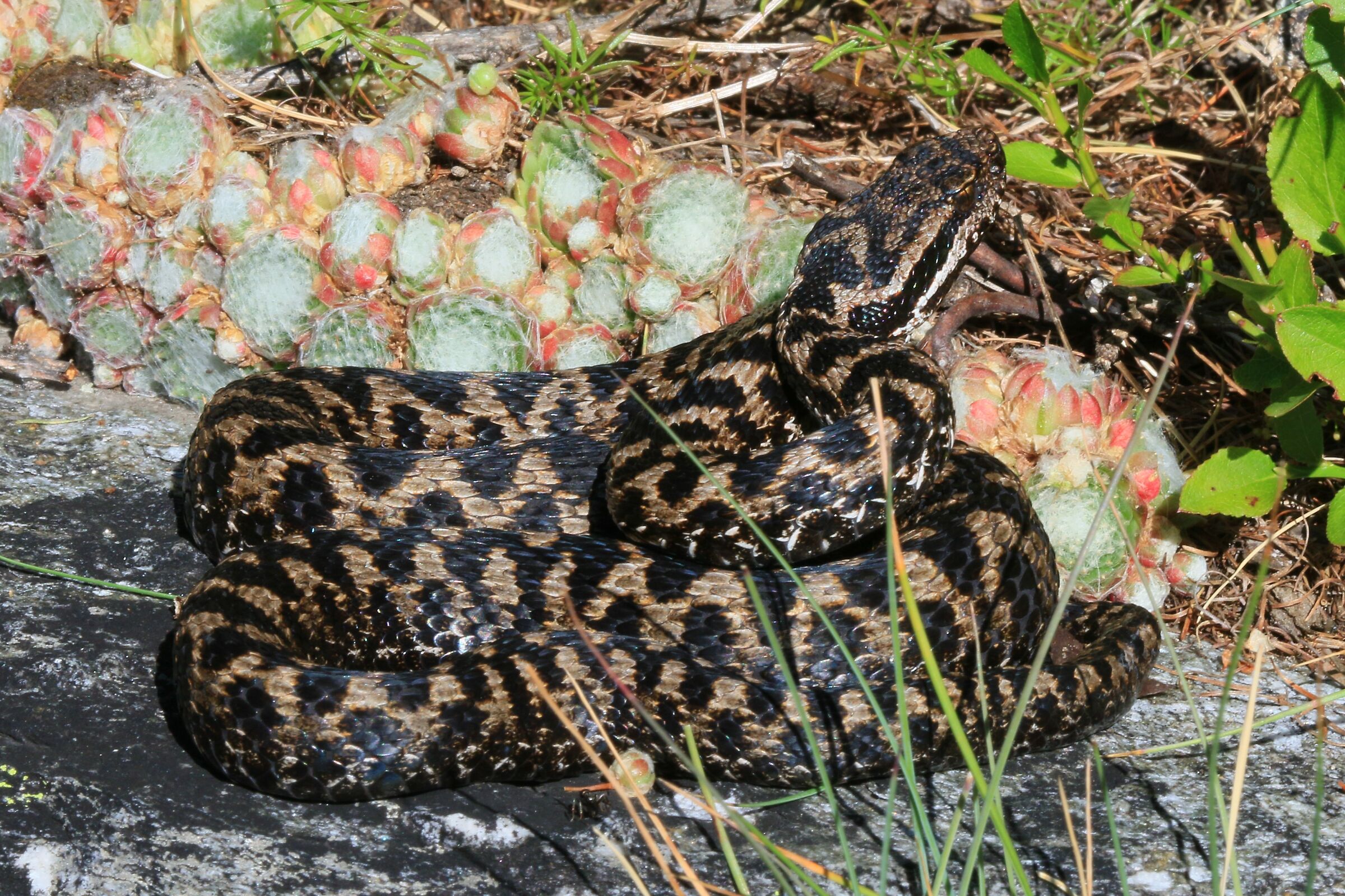 Maschio, 1400m, Piemonte (Italia)