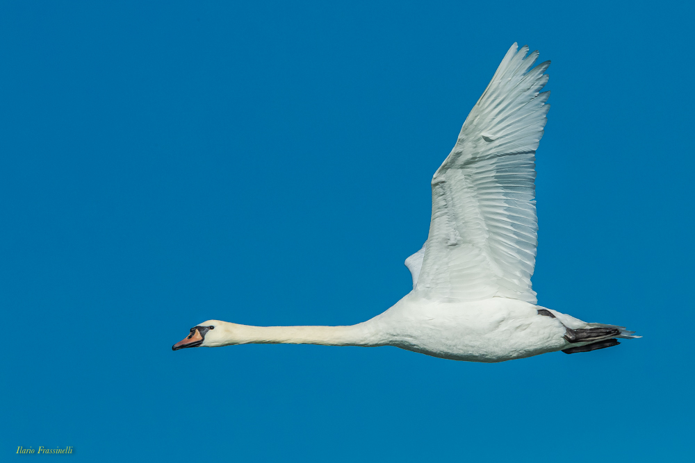 Cigno in volo