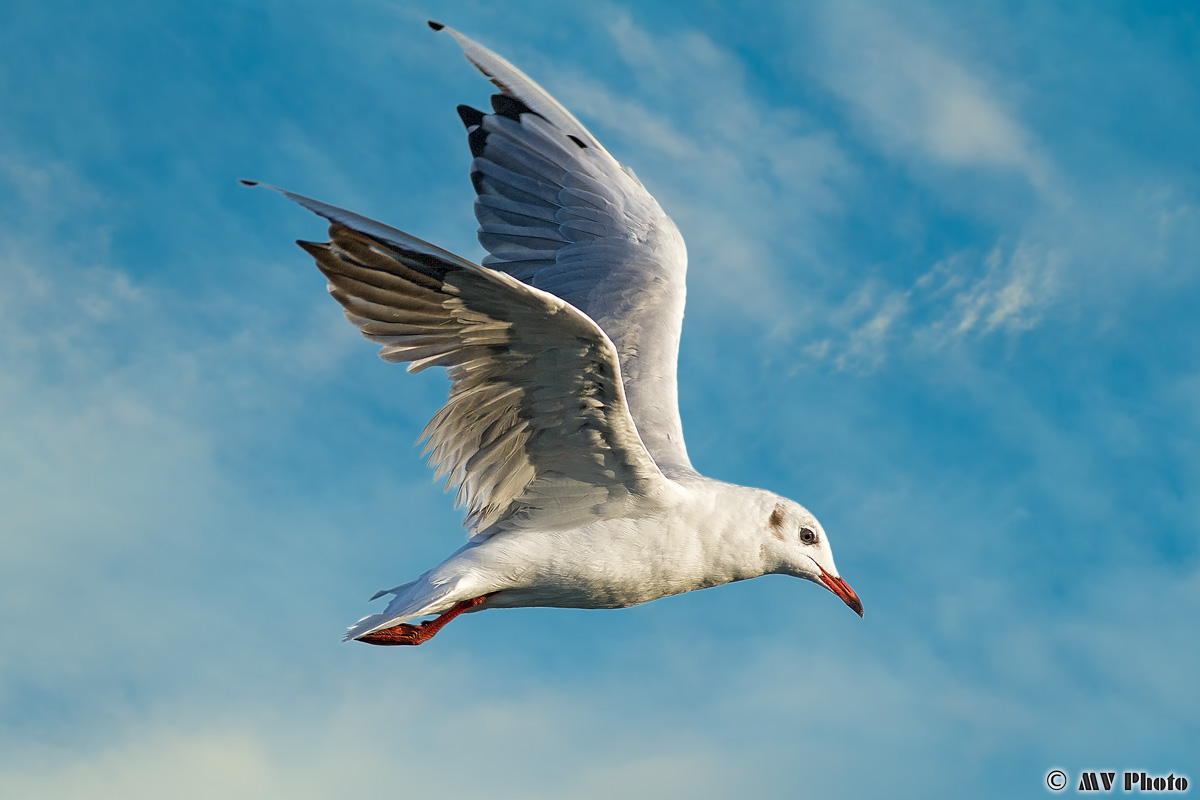 Seagull