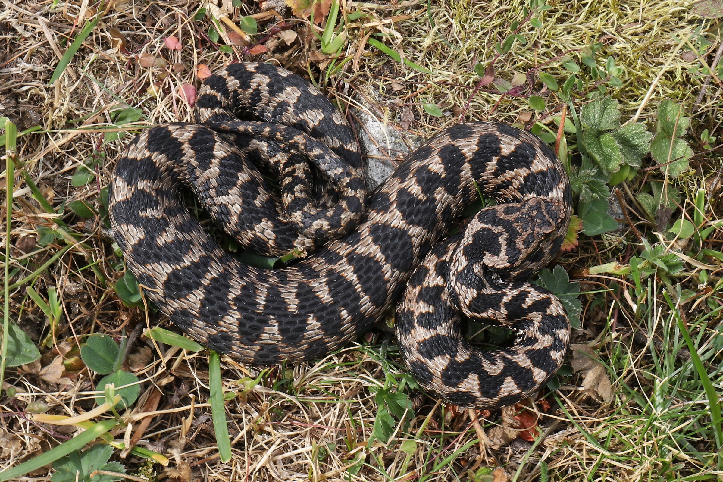 Maschio, 1400m, Piemonte (Italia)