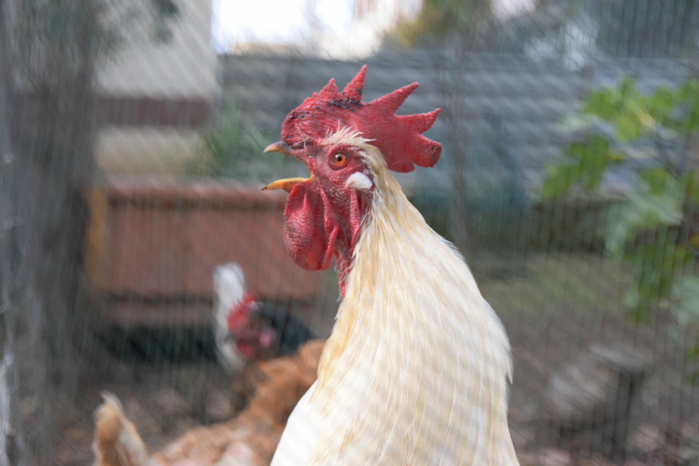 Il nuovo re della Savana