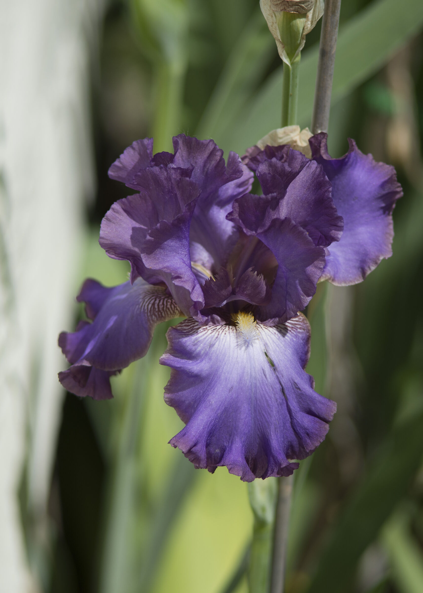 Iris