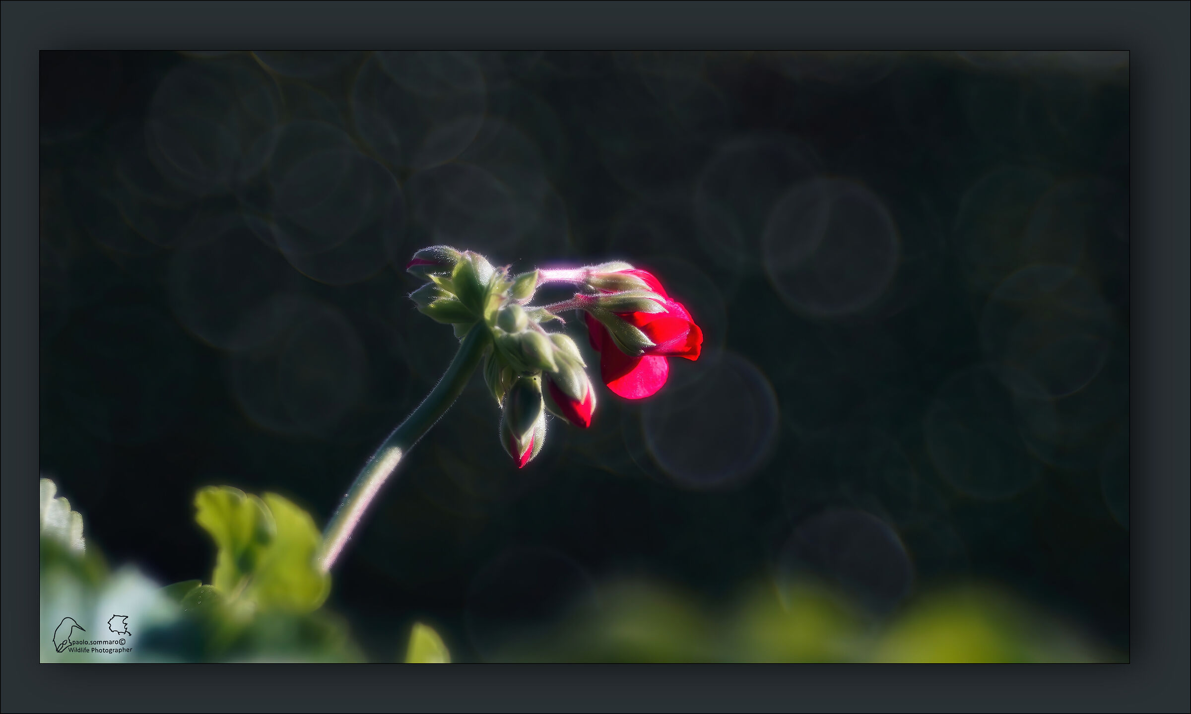 Ultima fioritura...