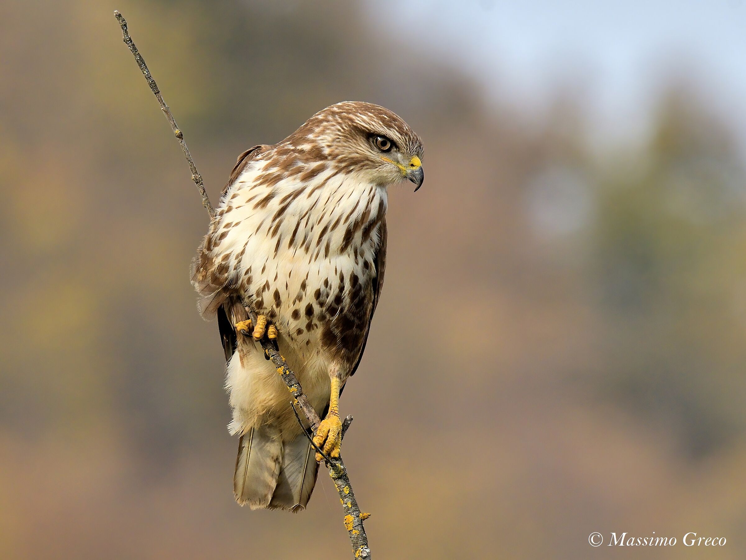 Poiana comune (Buteo buteo)