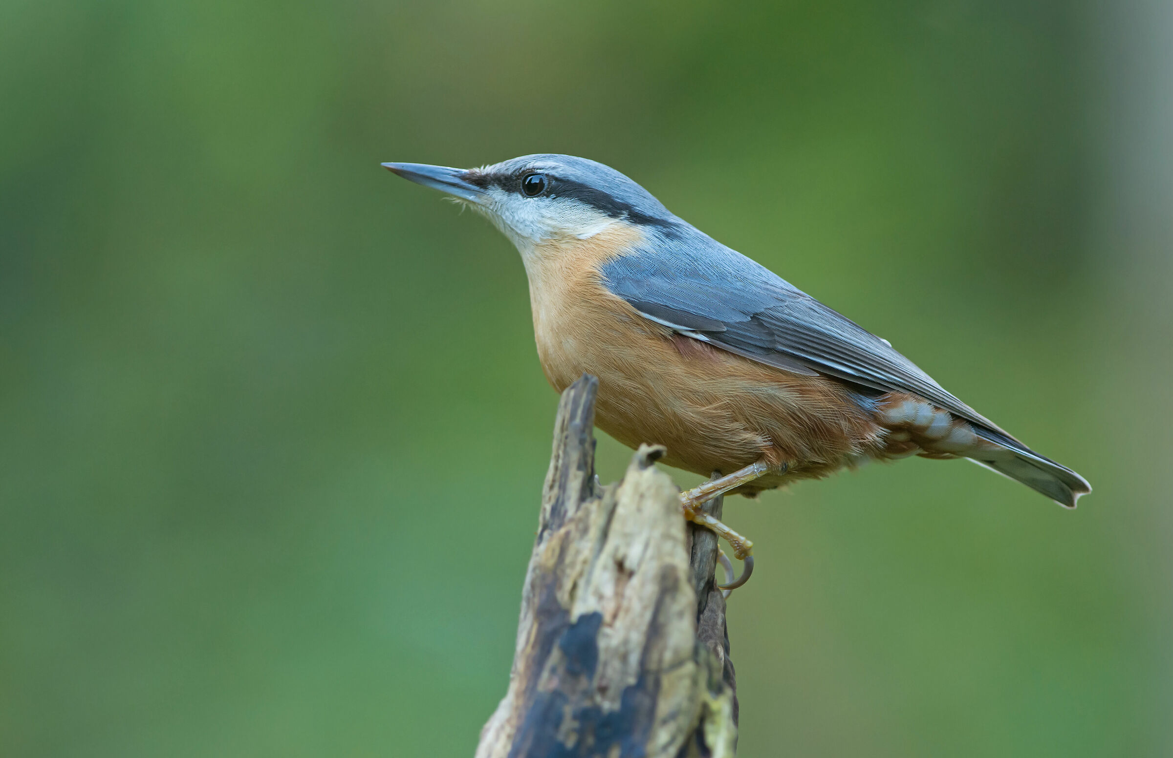 Nuthatč