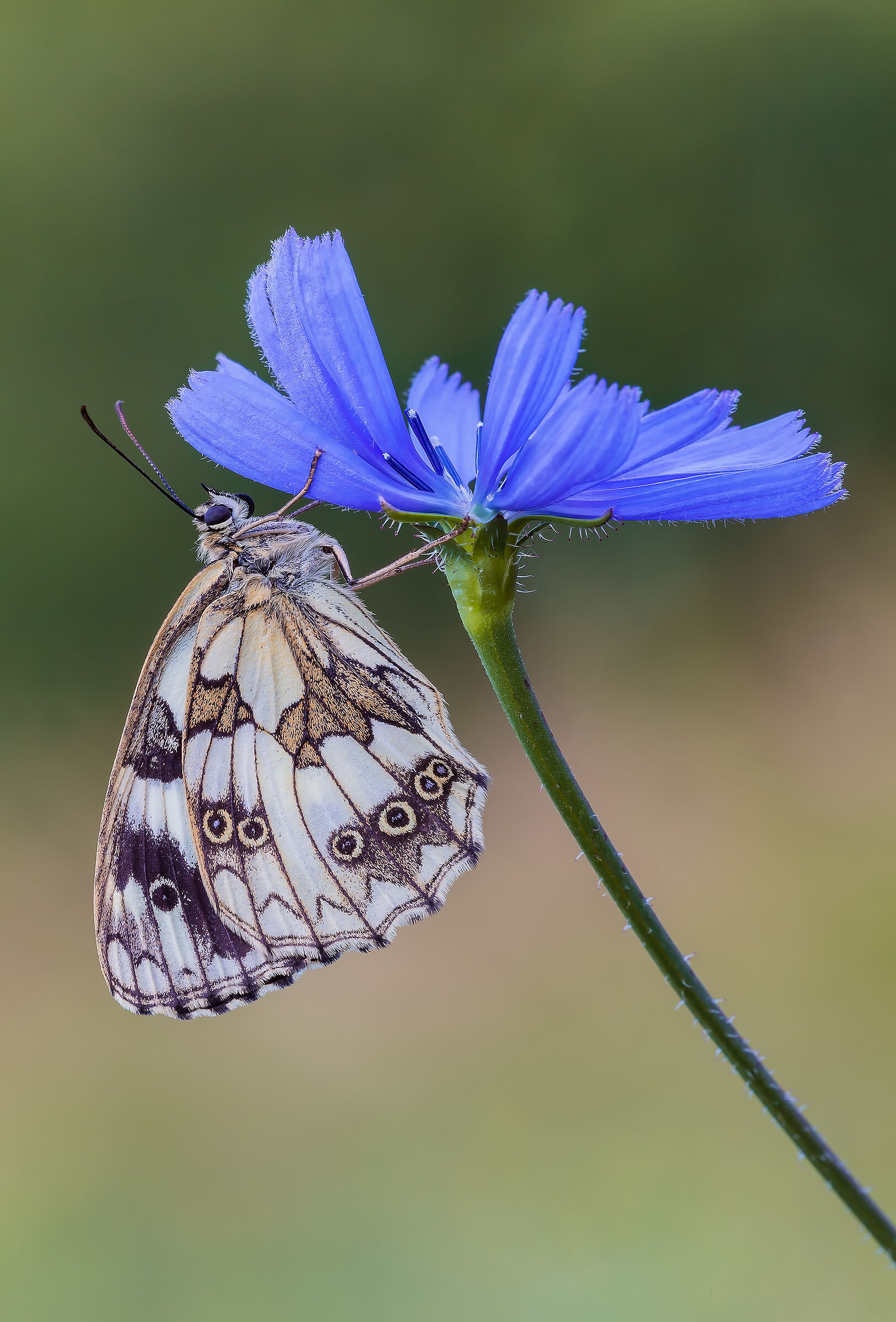 Galathea melanargia