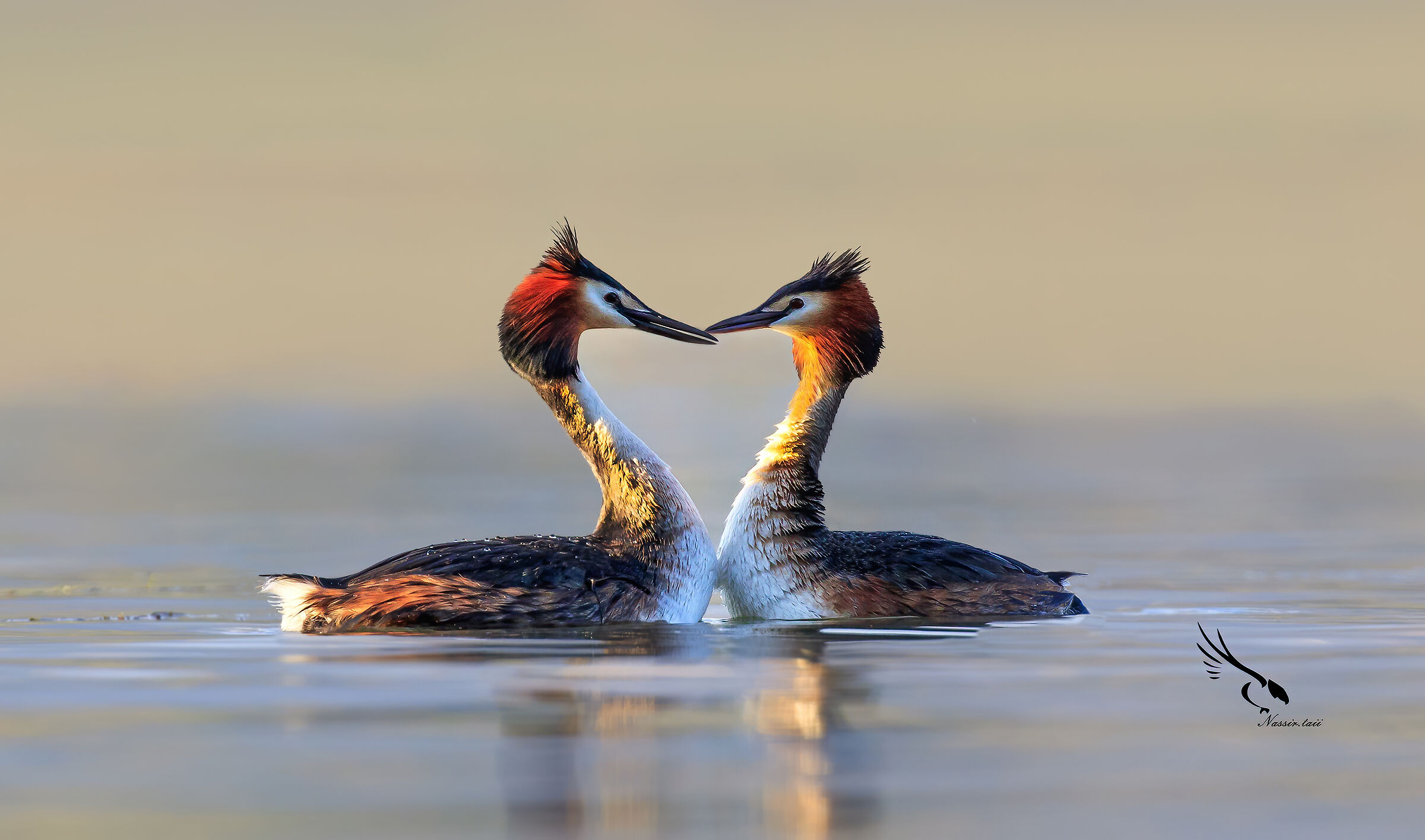 Grande svasso crestato