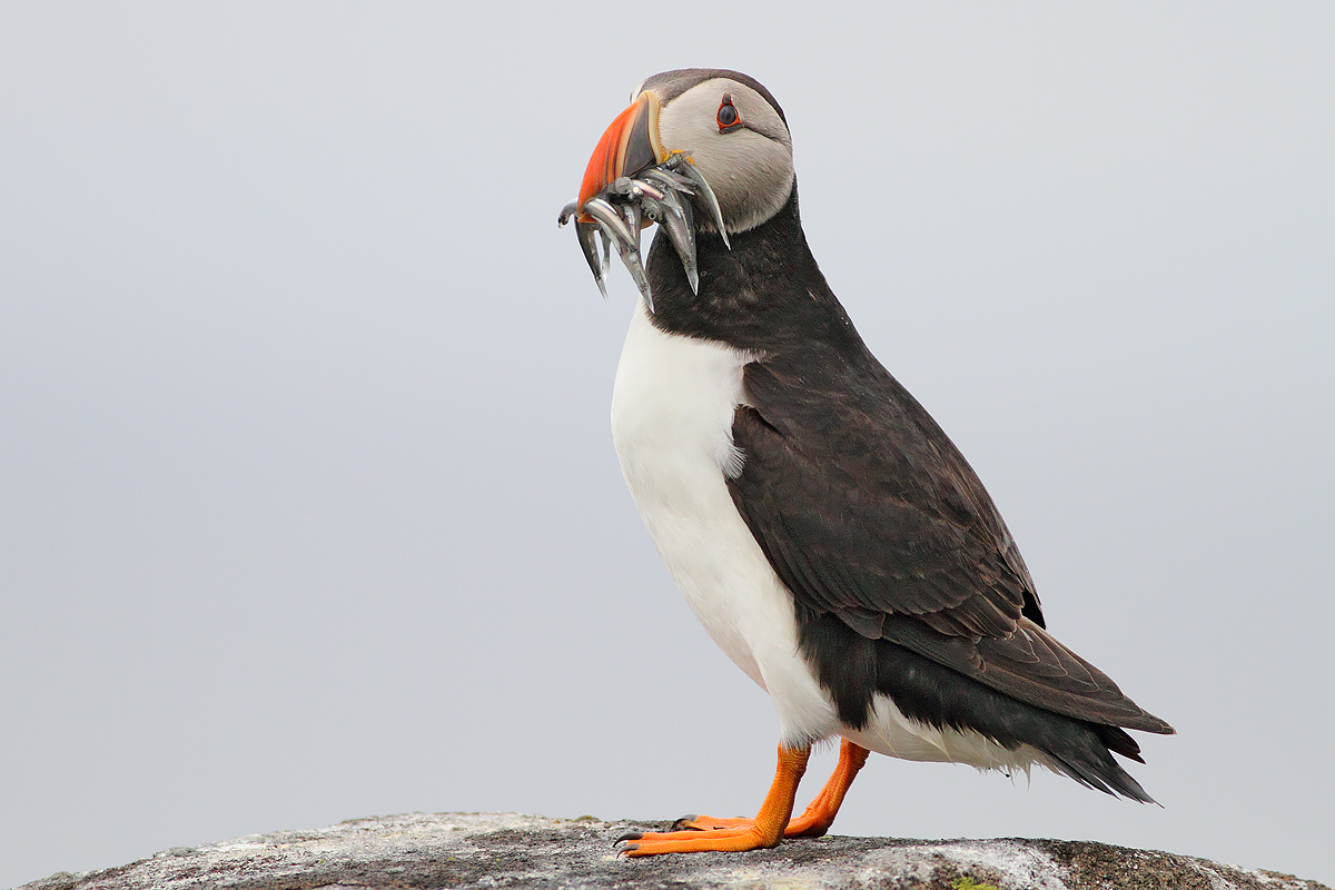 Guarda che pesca.......