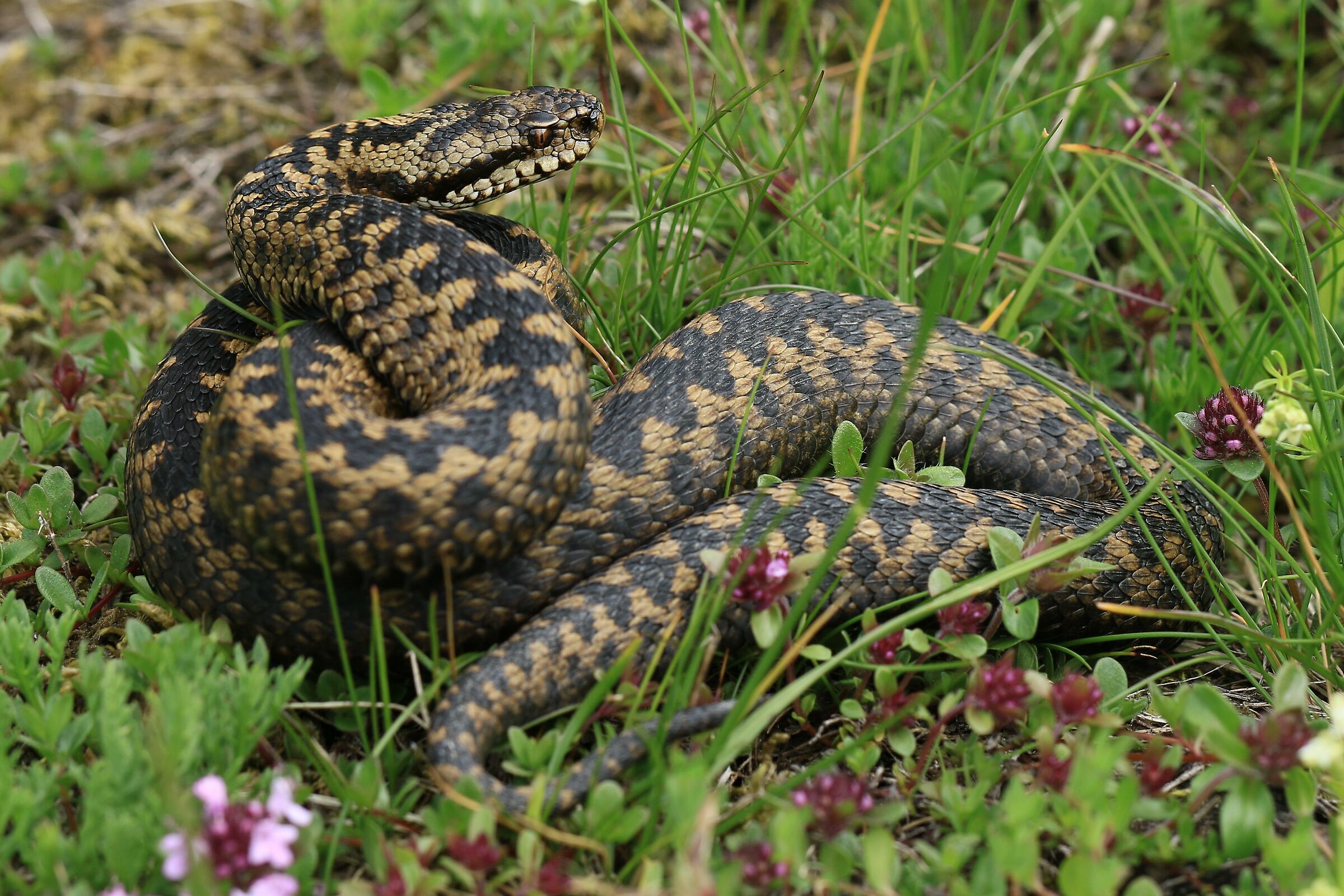 Femmina, 1650m, Uri (Svizzera)