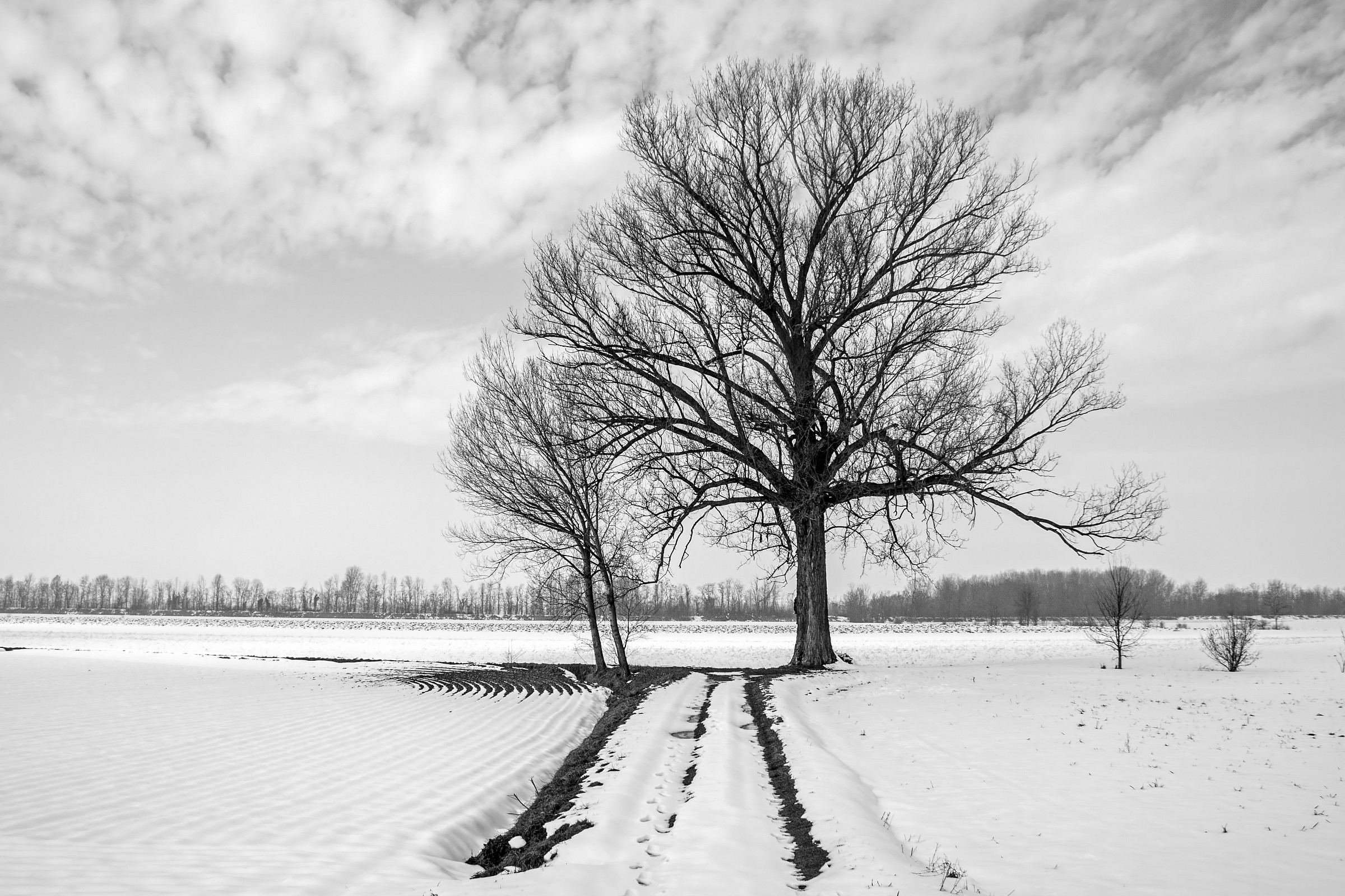 Il grande albero e la neve