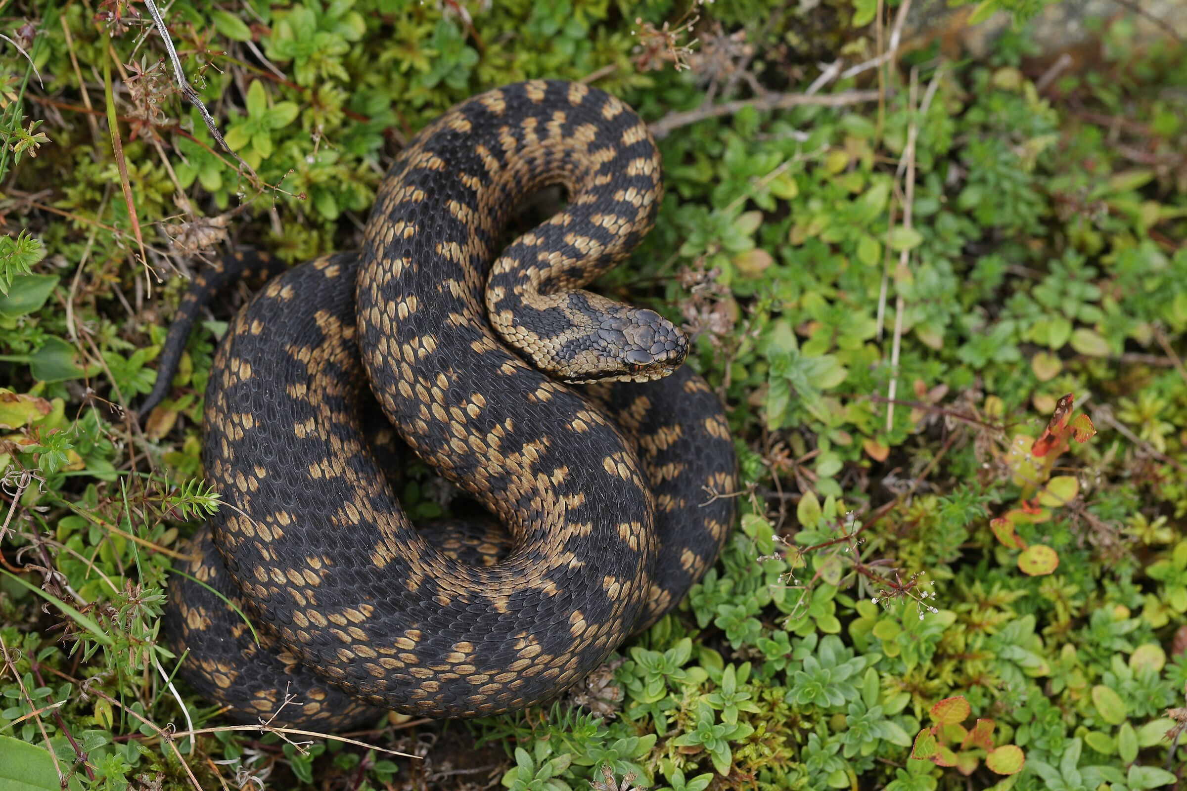 Femmina, 1650m, Uri (Svizzera)