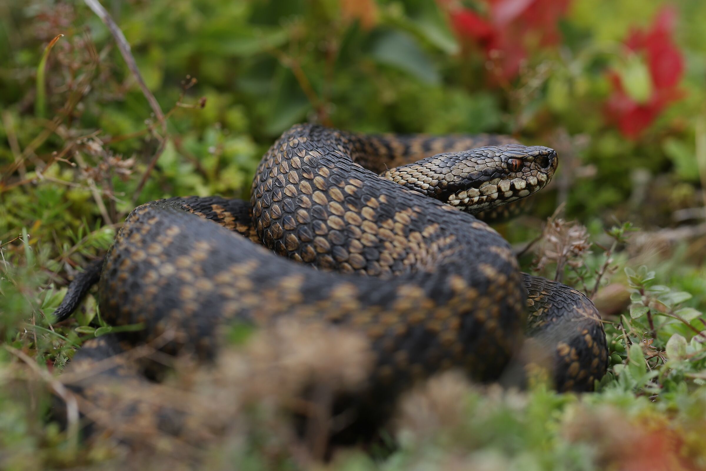 Femmina, 1650m, Uri (Svizzera)