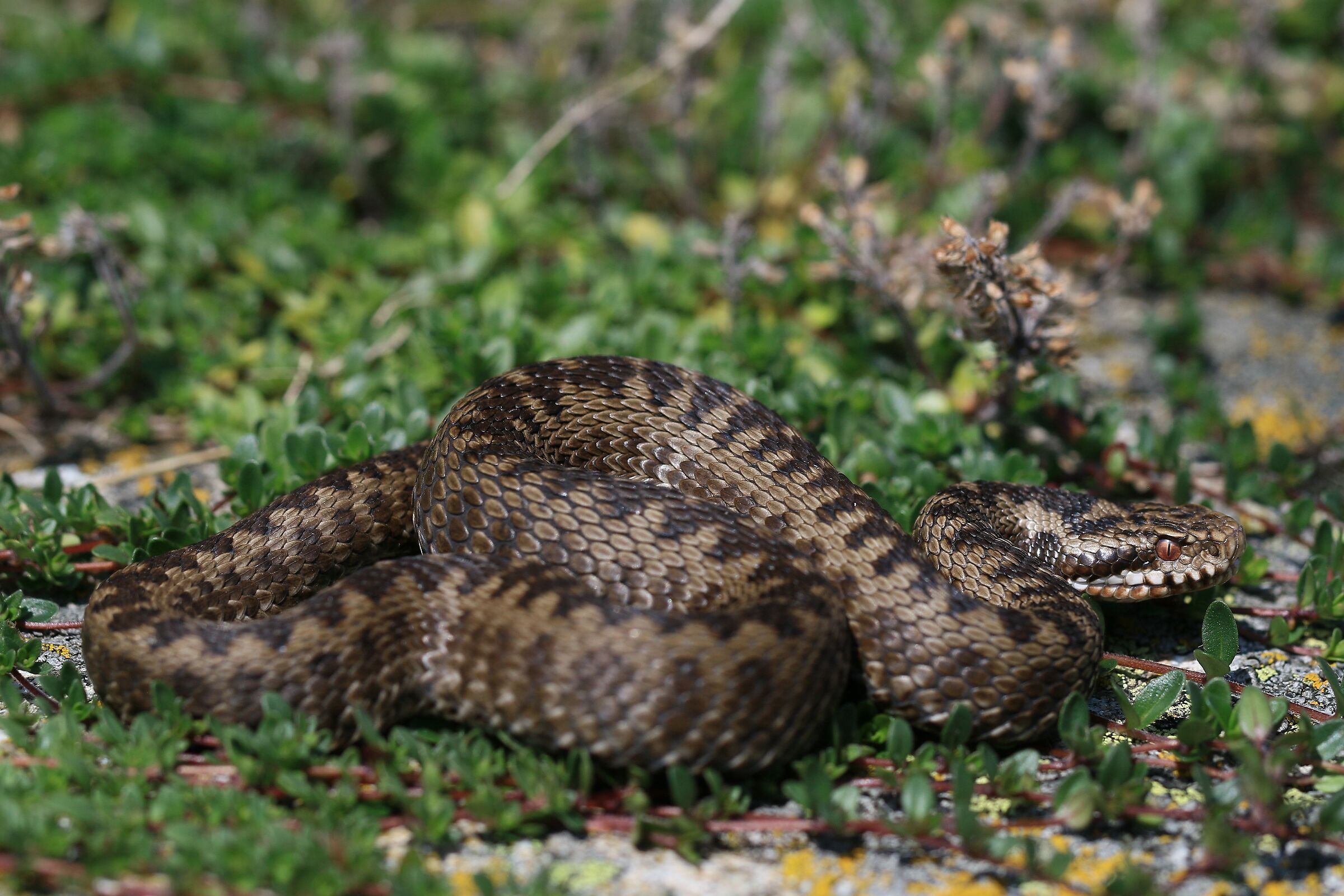 Femmina, 1850m, Grigioni ( Svizzera)