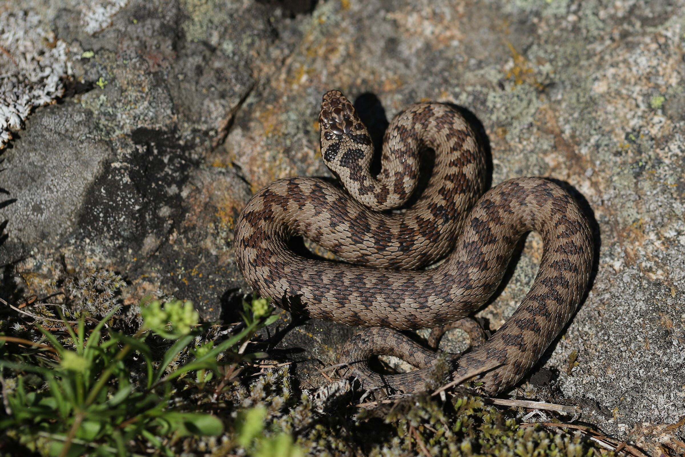 Femmina neonata (?), 1850m, Grigioni (Svizzera)