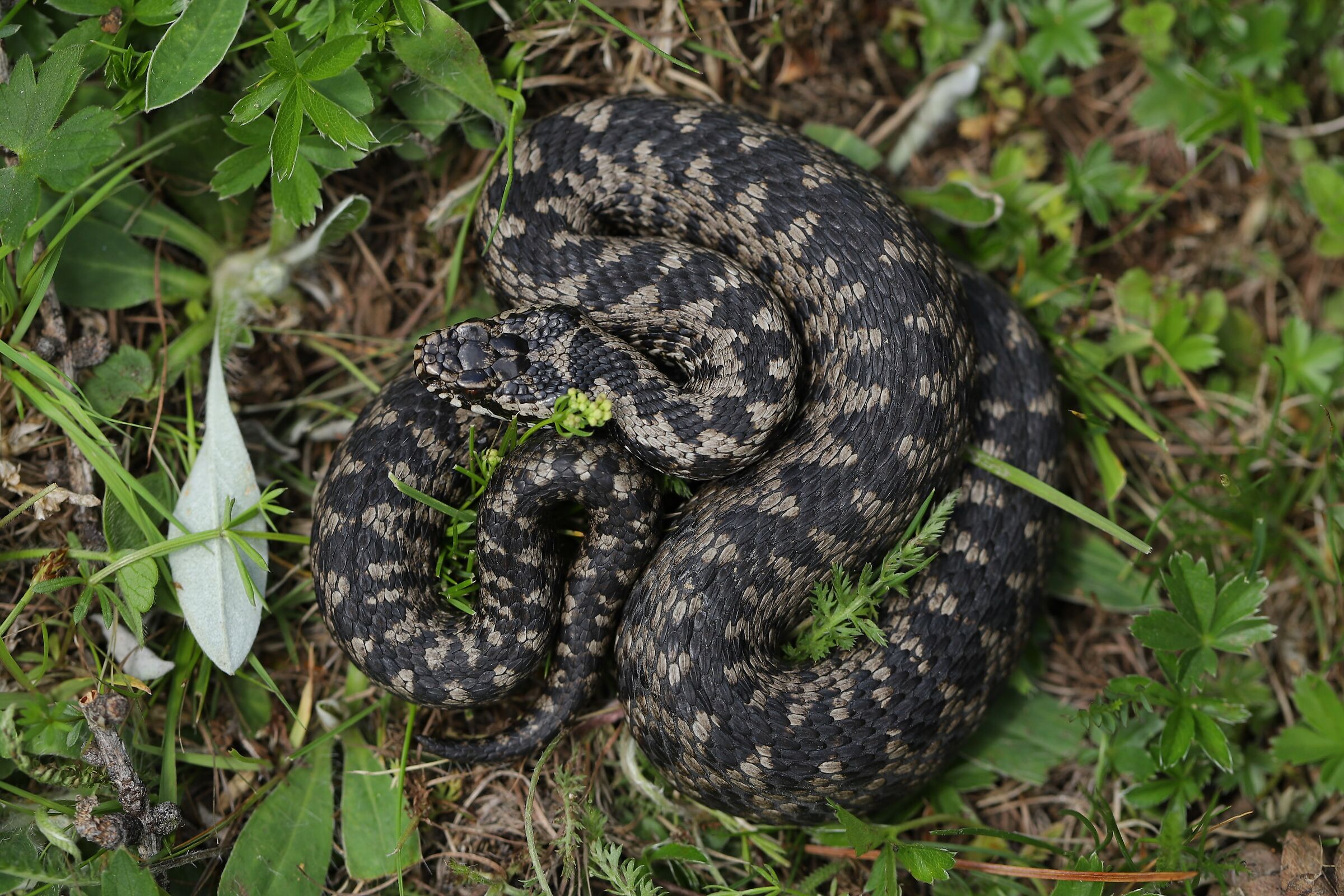 Maschio, 1850m, Grigioni (Svizzera)