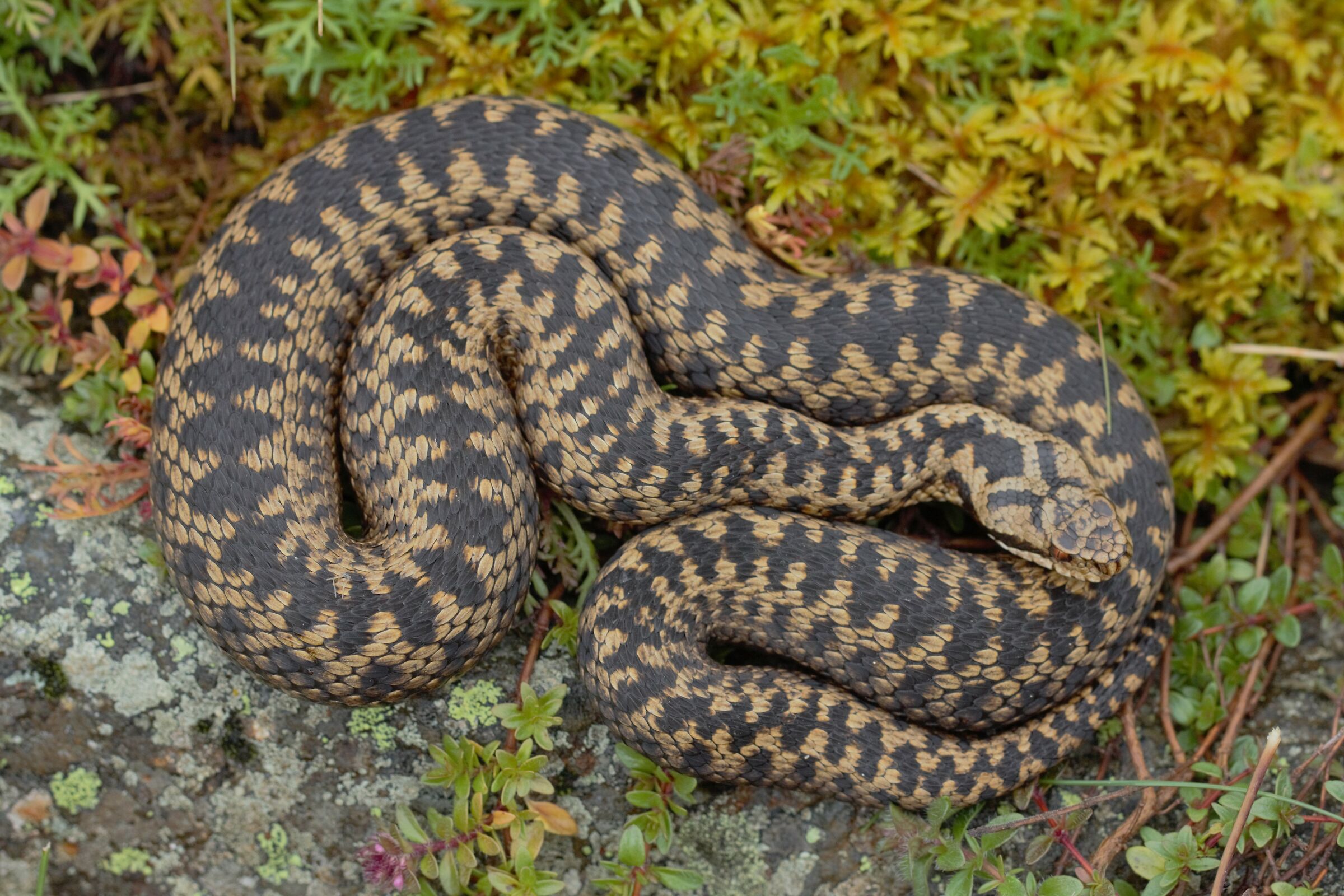 Femmina, 1650m, Uri (Svizzera)