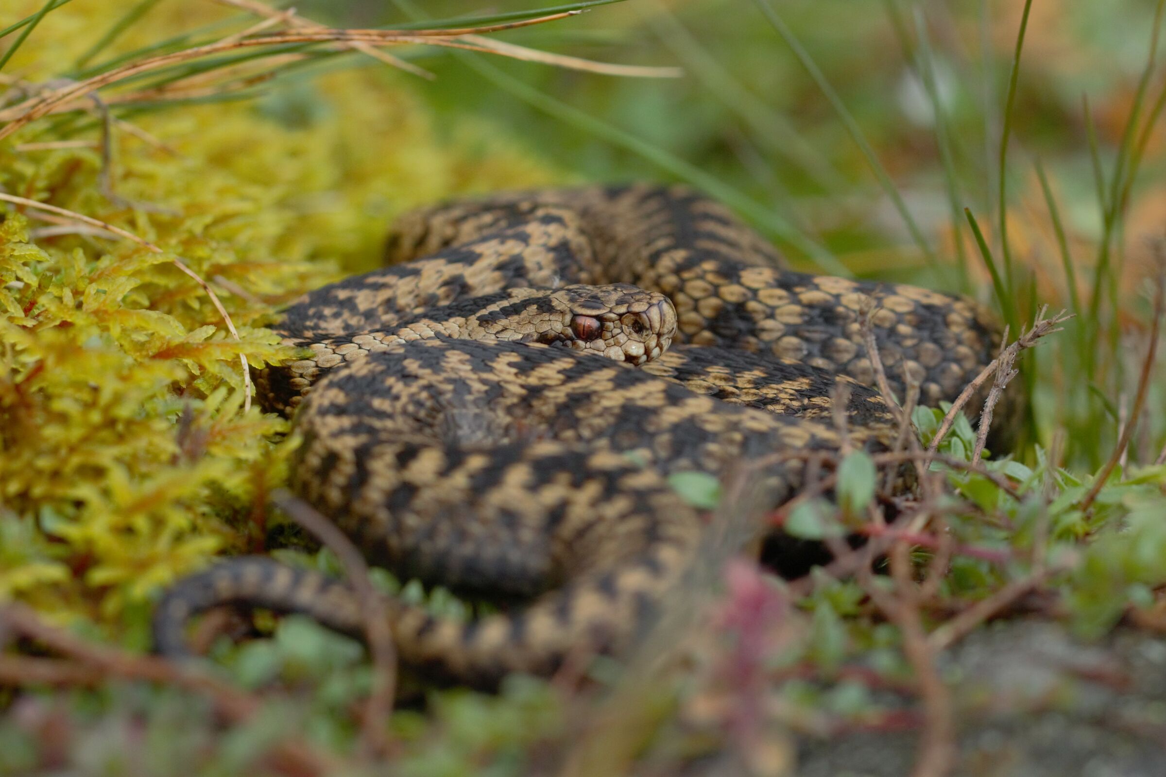 Femmina, 1650m, Uri (Svizzera)