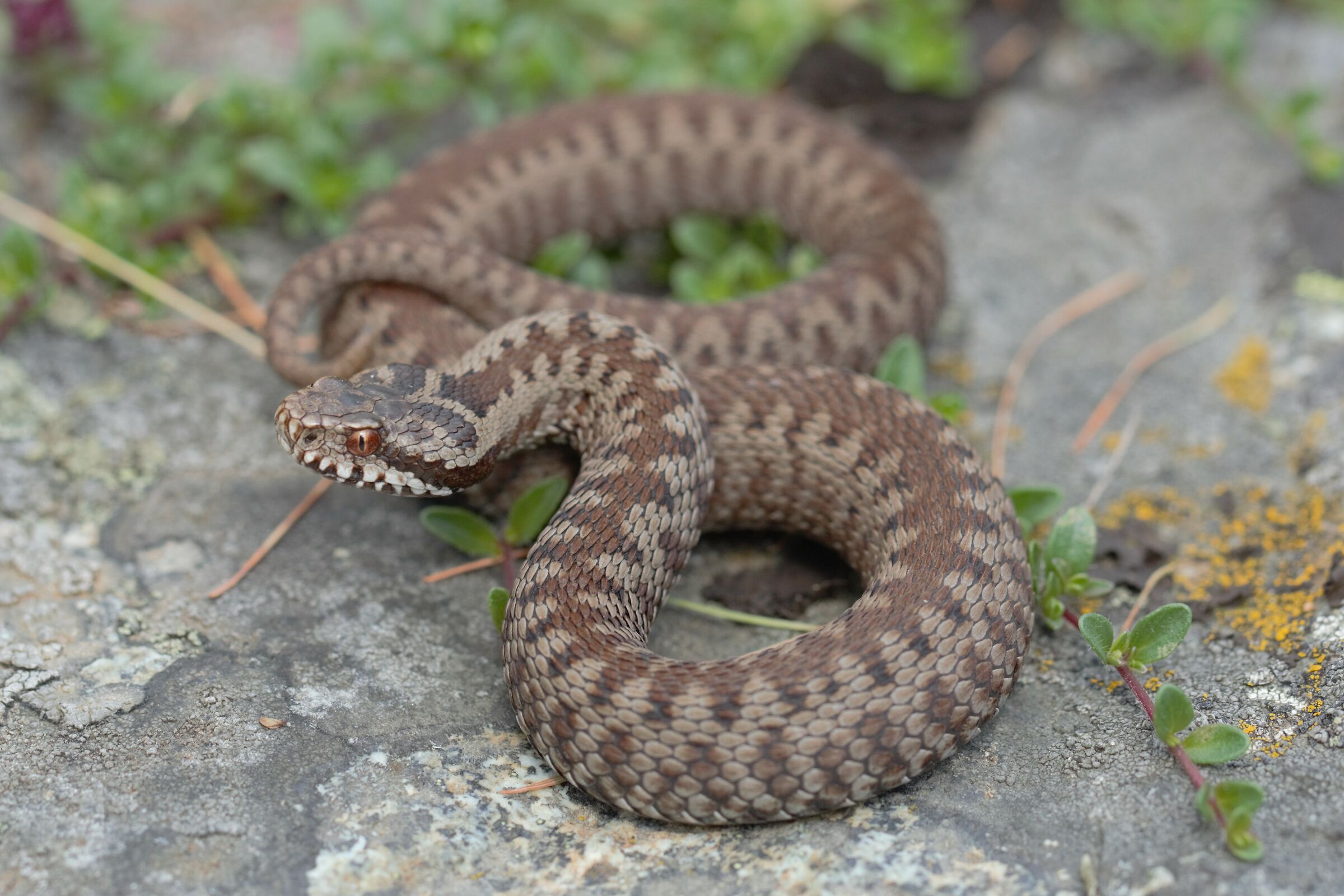 Femmina neonata, 1850m, Grigioni ( Svizzera)