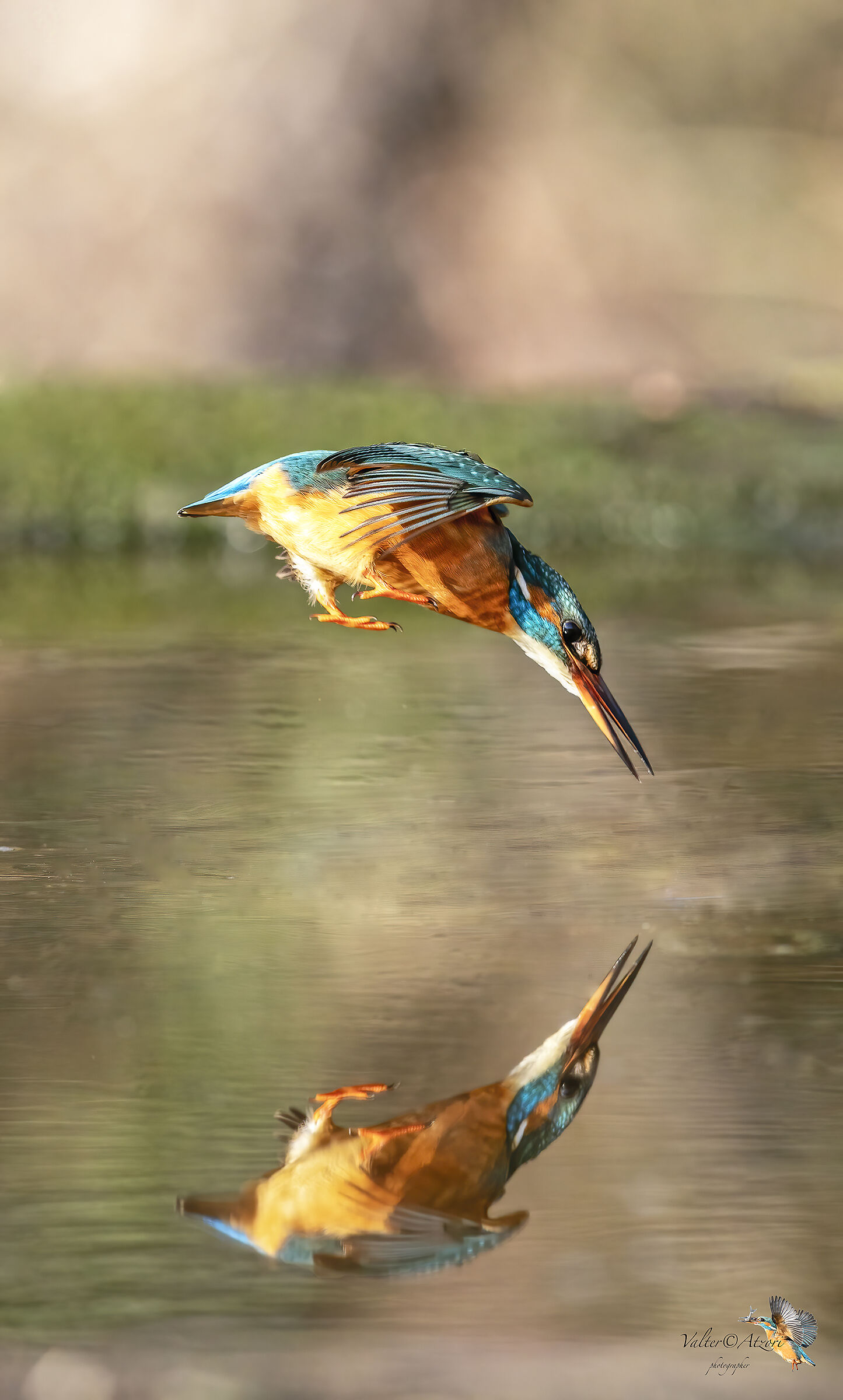 Martin pescatore a specchio