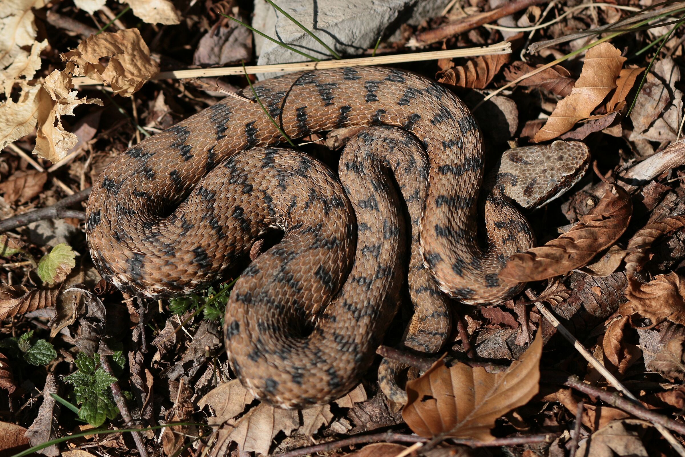 Maschio, 950m, Lombardia (Italia)