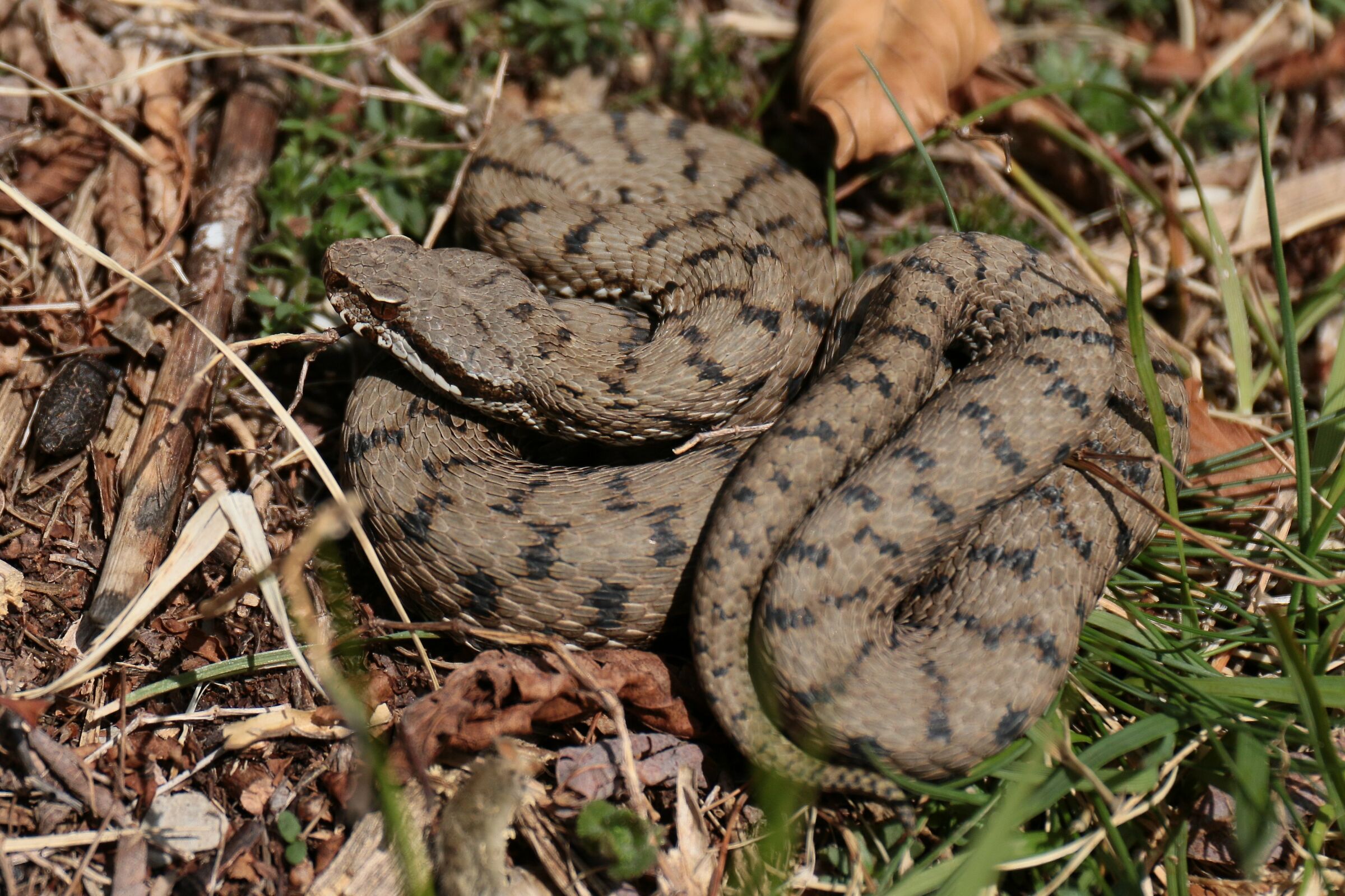 Maschio, 950m, Lombardia (Italia)