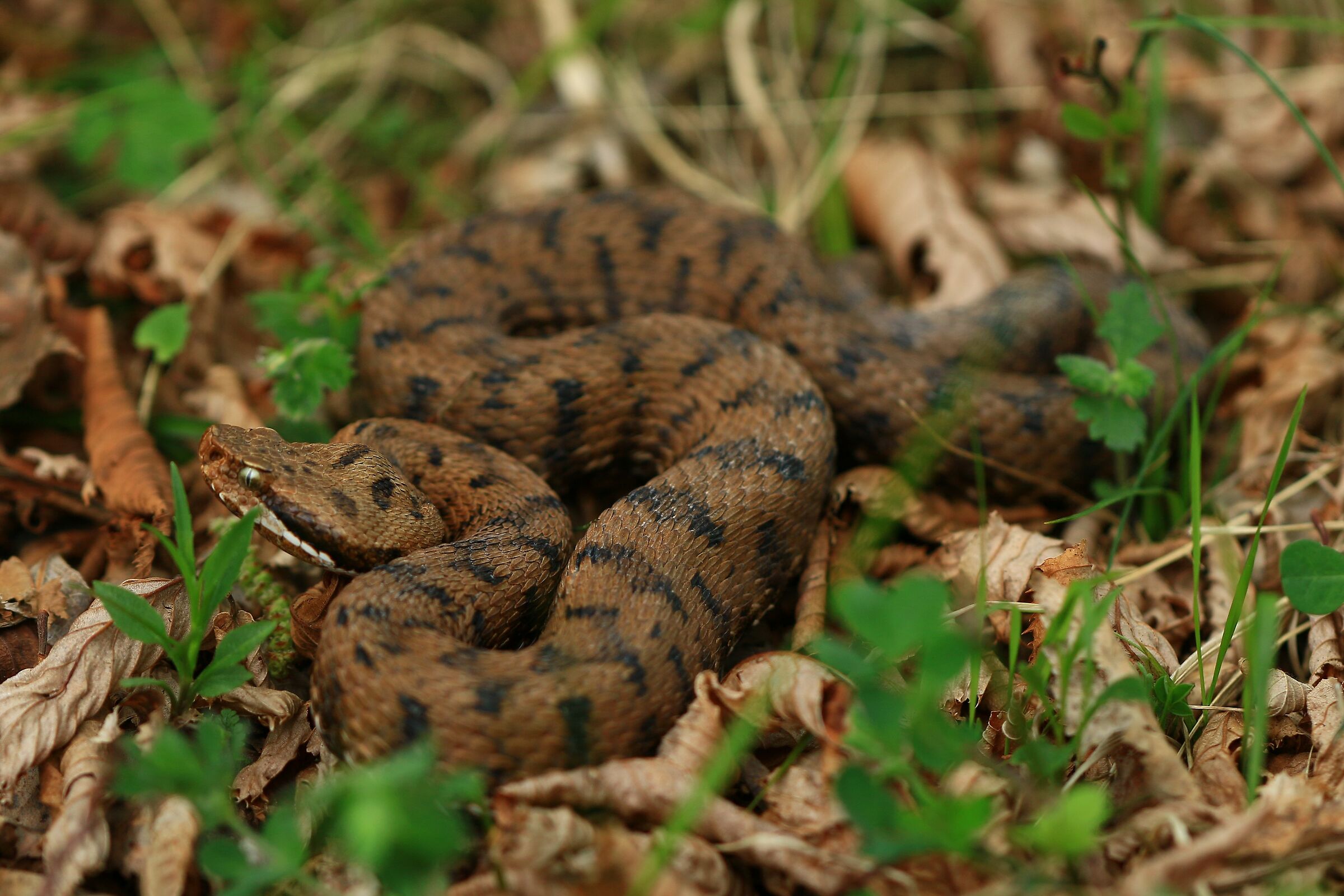 Femmina, 950m, Lombardia (Italia)
