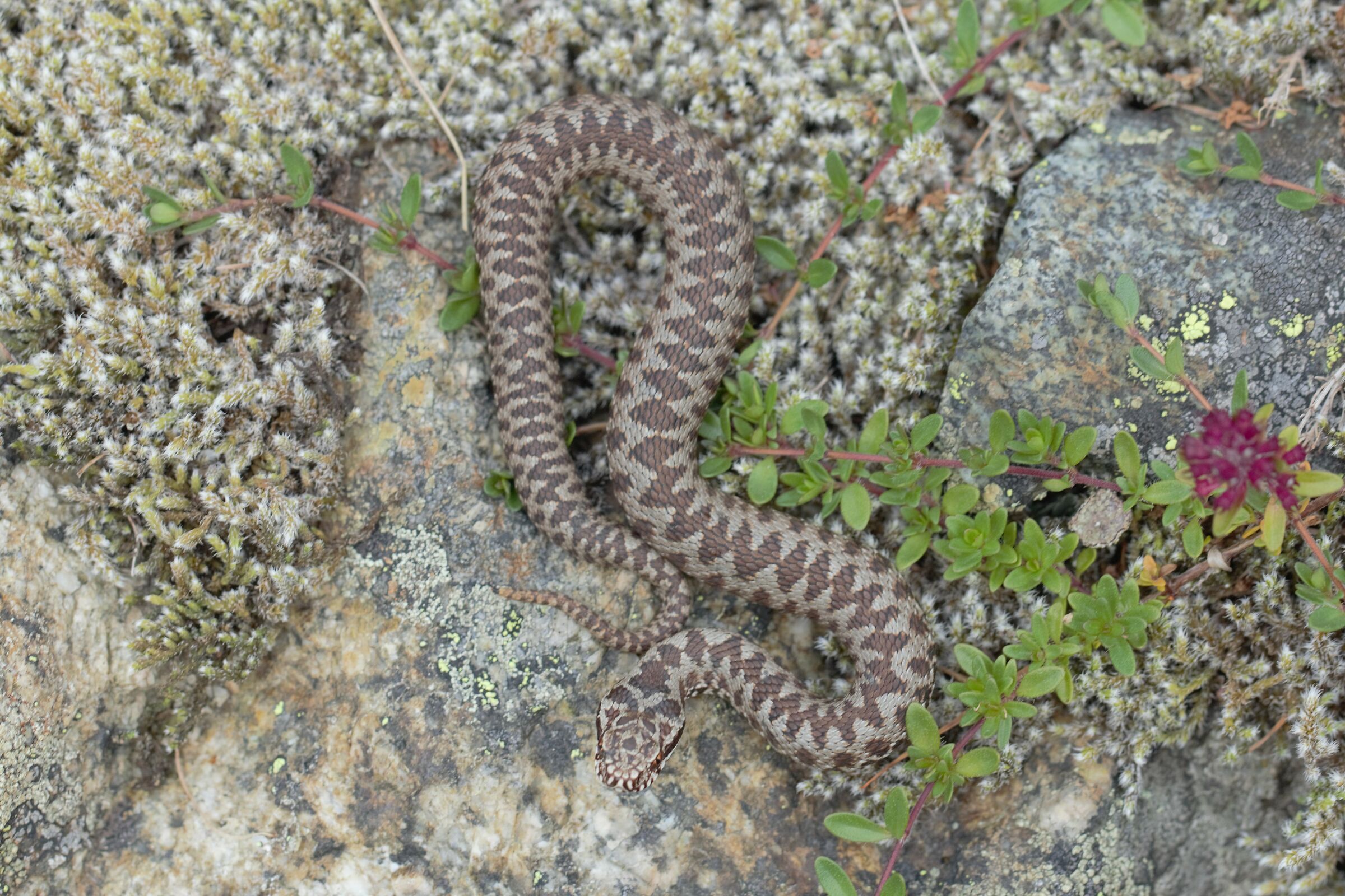 Maschio neonato, 1850m, Grigioni (Svizzera)
