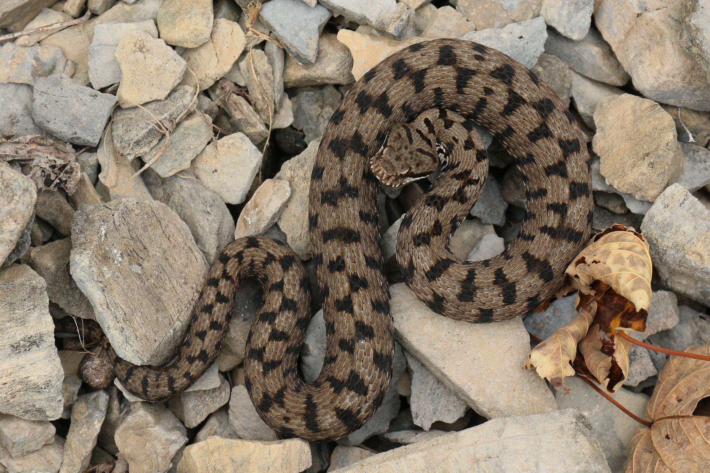 Femmina, 950m, Lombardia (Italia)