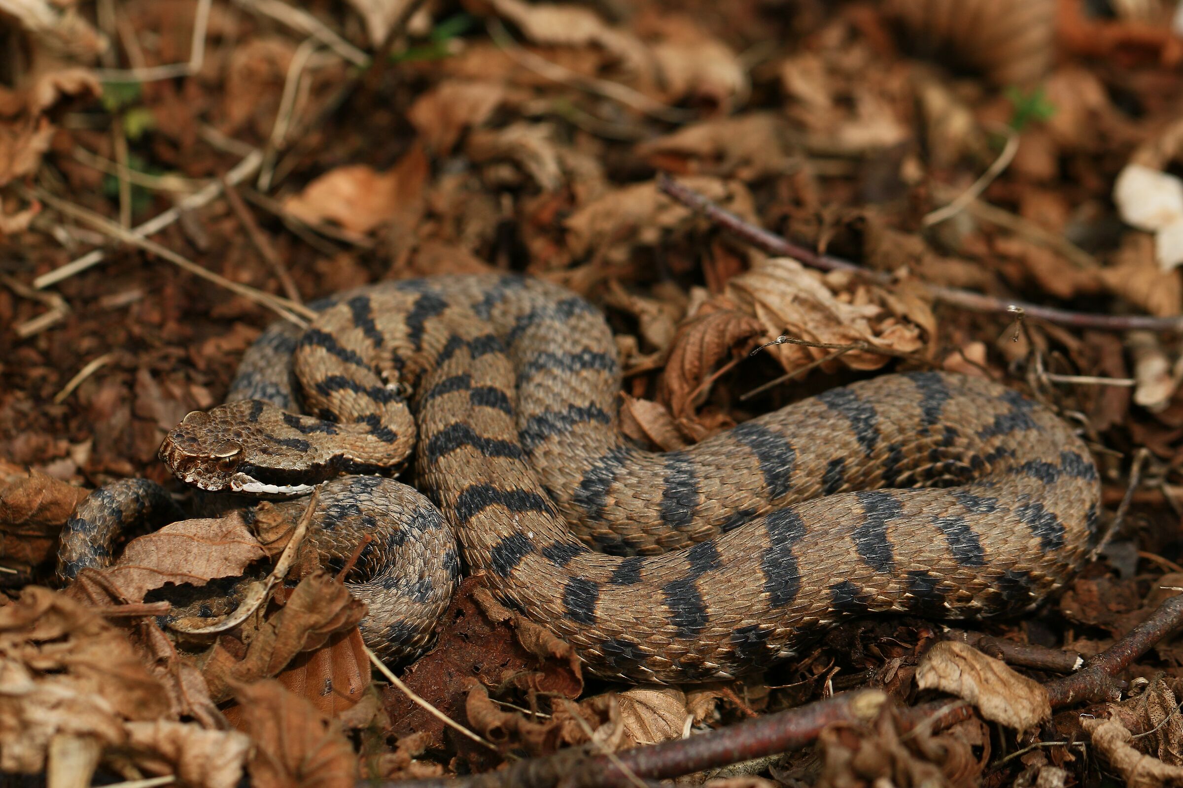 Maschio, 950m, Lombardia (Italia)