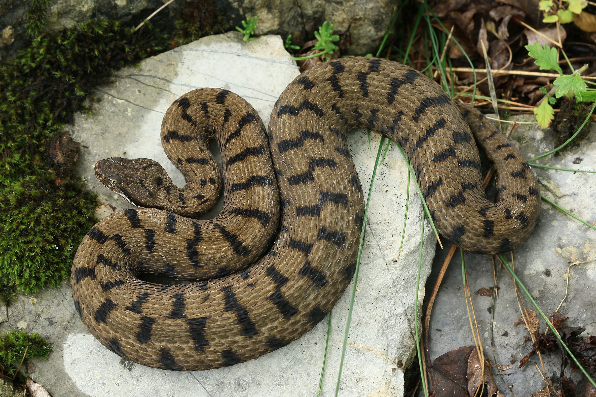 Femmina, 950m, Lombardia (Italia)