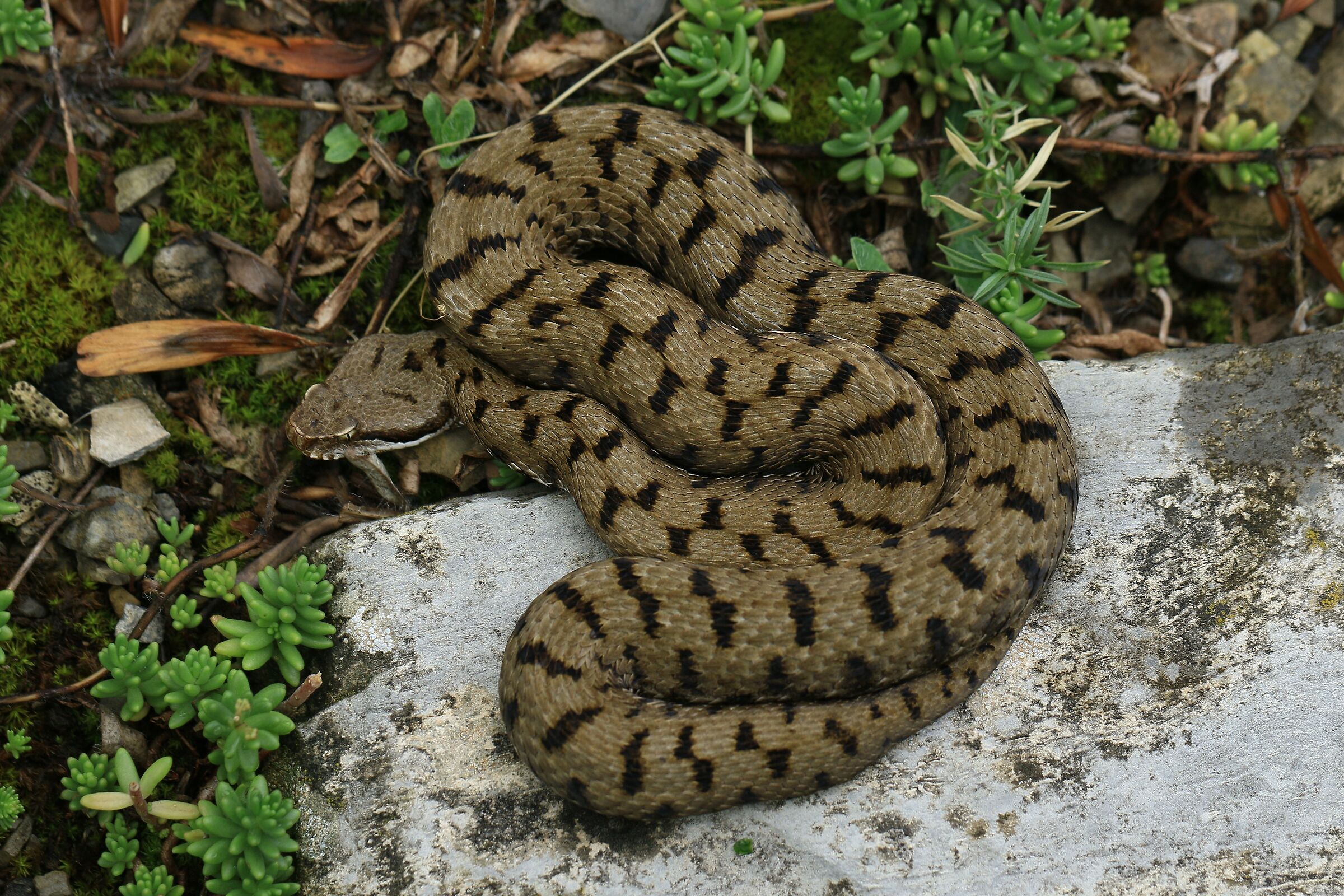 Femmina, 950m, Lombardia (Italia)