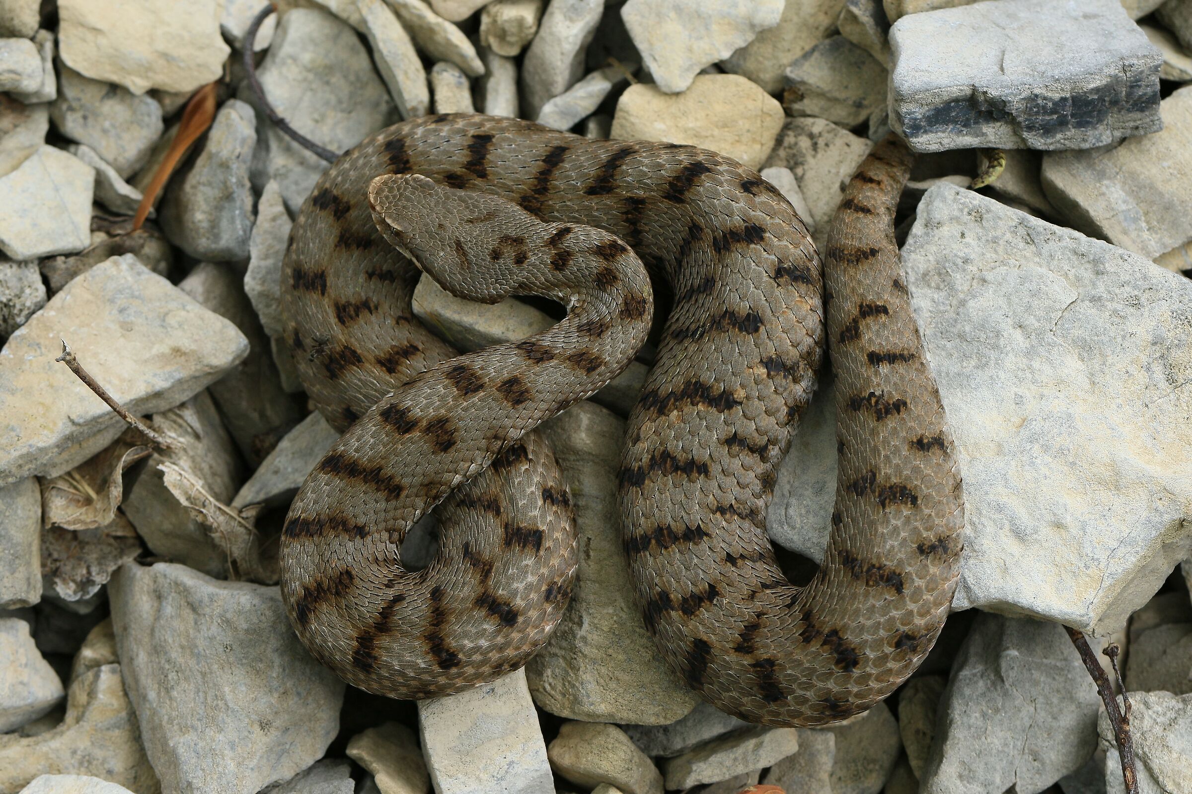 Femmina, 950m, Lombardia (Italia)