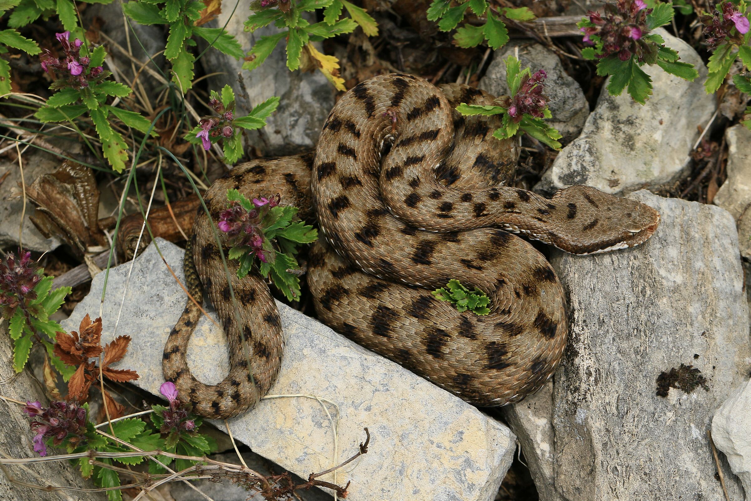 Femmina, 950m, Lombardia (Italia)