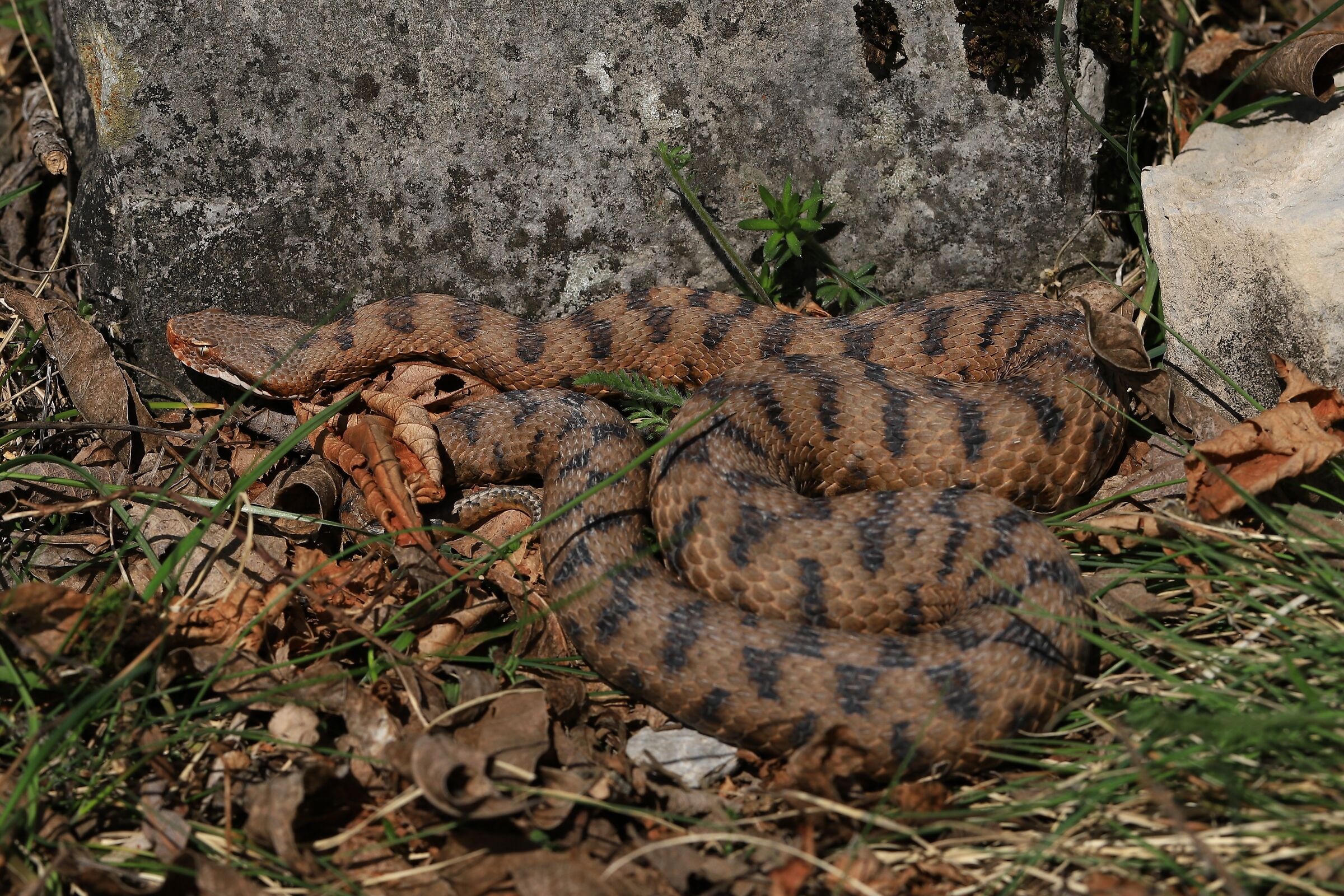 Femmina, 950m, Lombardia (Italia)