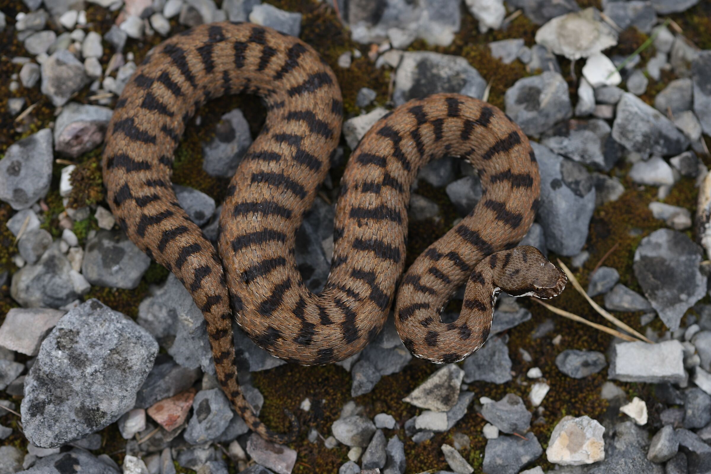Femmina, 850m, Friuli Venezia Giulia (Italia)