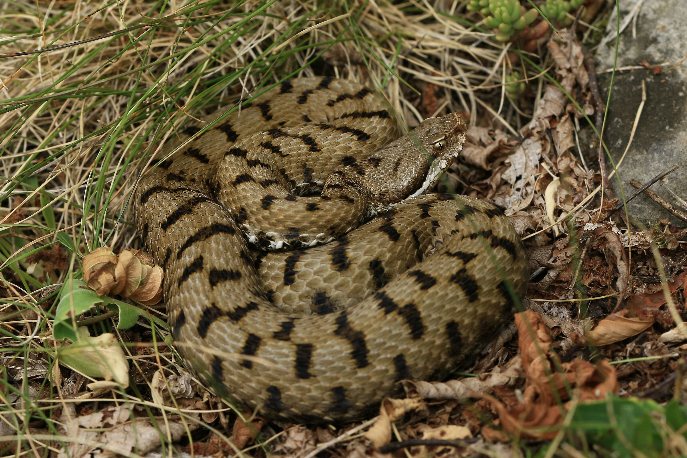 Femmina, 950m, Lombardia (Italia)