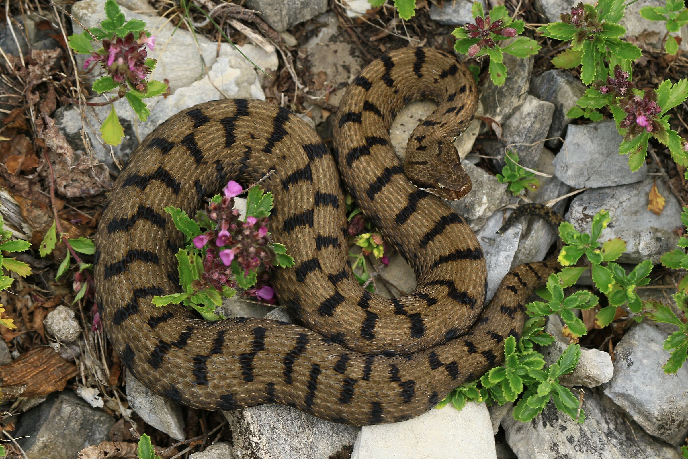 Femmina, 950m, Lombardia (Italia)