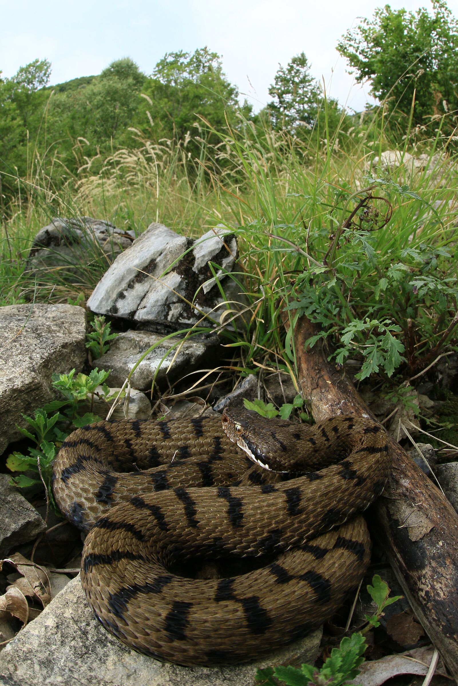 Vipera apsis francisciredi, femmina, 950m