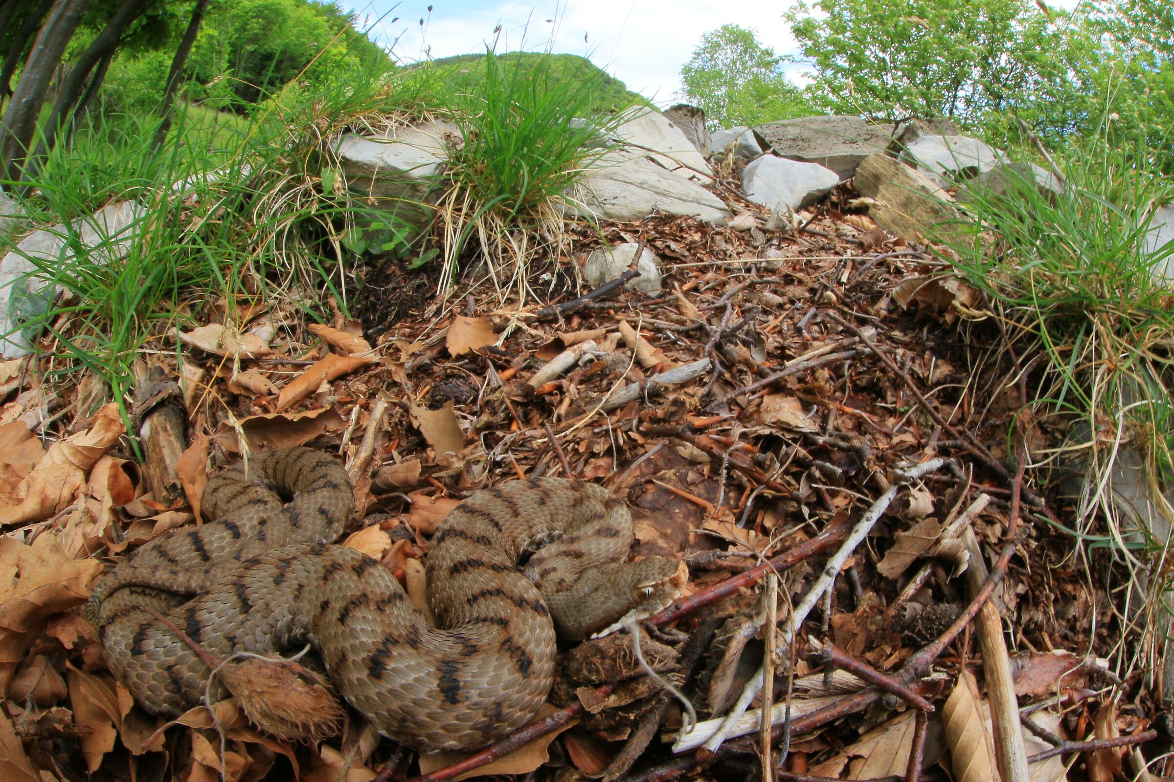 Vipera apsis francisciredi, femmina, 950m