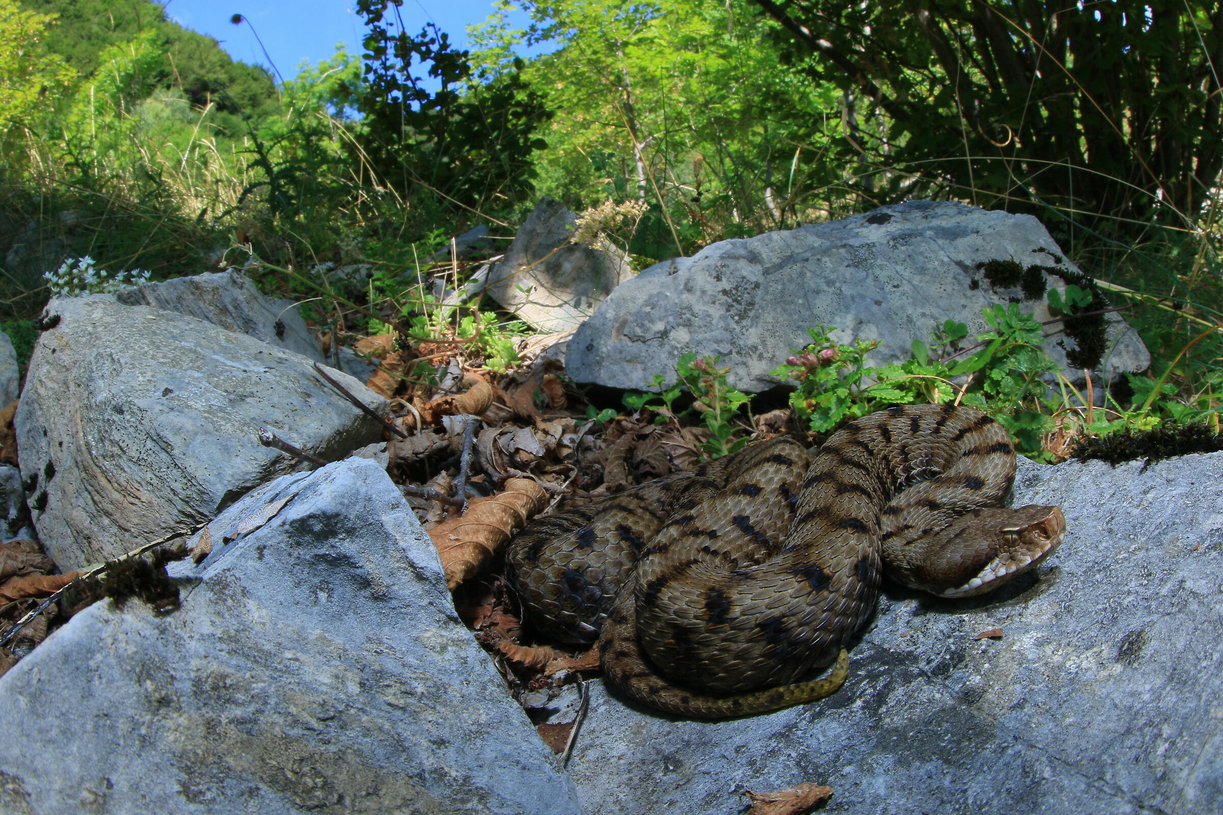 Vipera apsis francisciredi, femmina, 950m