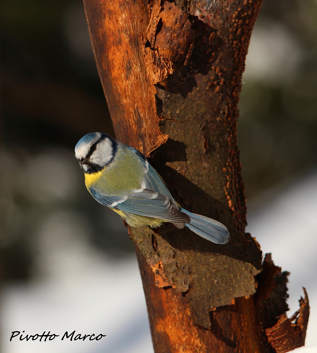 Blue Tit